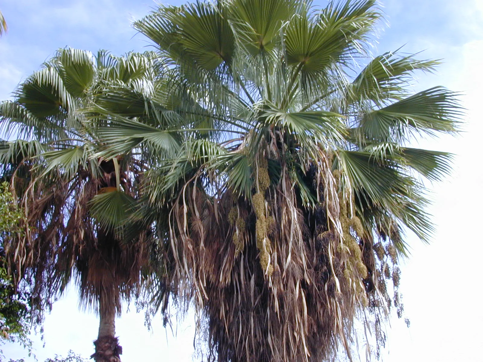 Mexican Fan Palm (Washingtonia Robusta) — Its large, fan-shaped leaves create a dramatic canopy around 5 feet wide; the Mexican Fan Palm, image 52