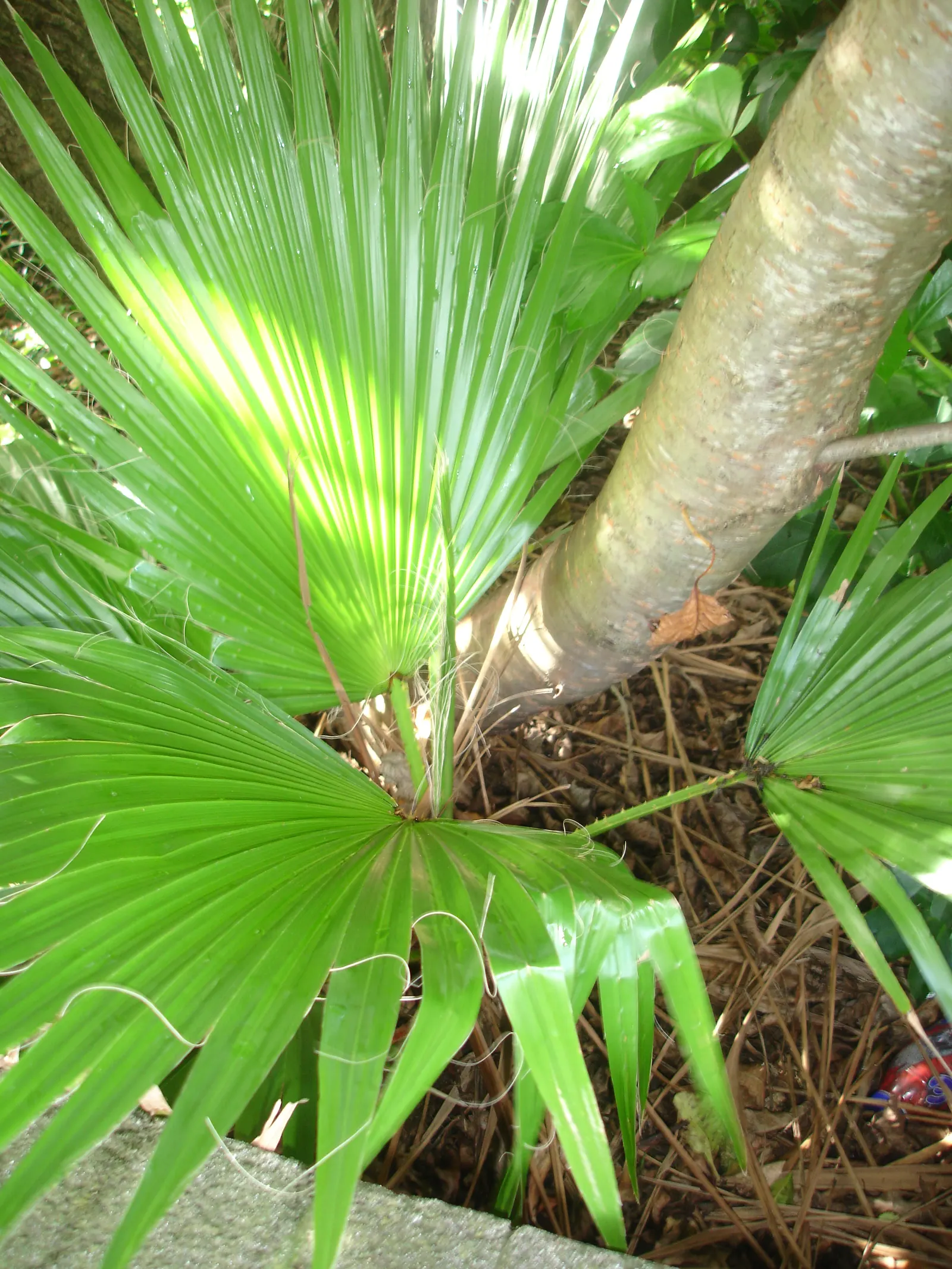 Mexican Fan Palm (Washingtonia Robusta) — The gray-green to blue-green fronds are held aloft on 3 to 5-foot petioles; it's crucial to plan carefully to avoid