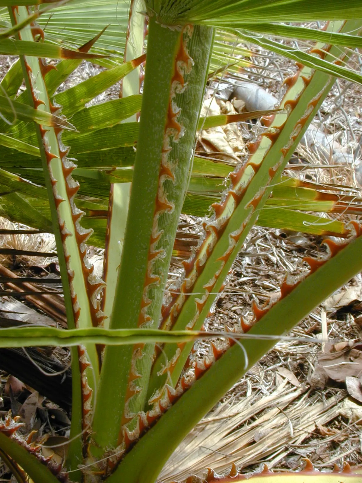 Mexican Fan Palm (Washingtonia Robusta) — this robust palm is renowned for its remarkable height and slender; imparting an air of elegance to the garden