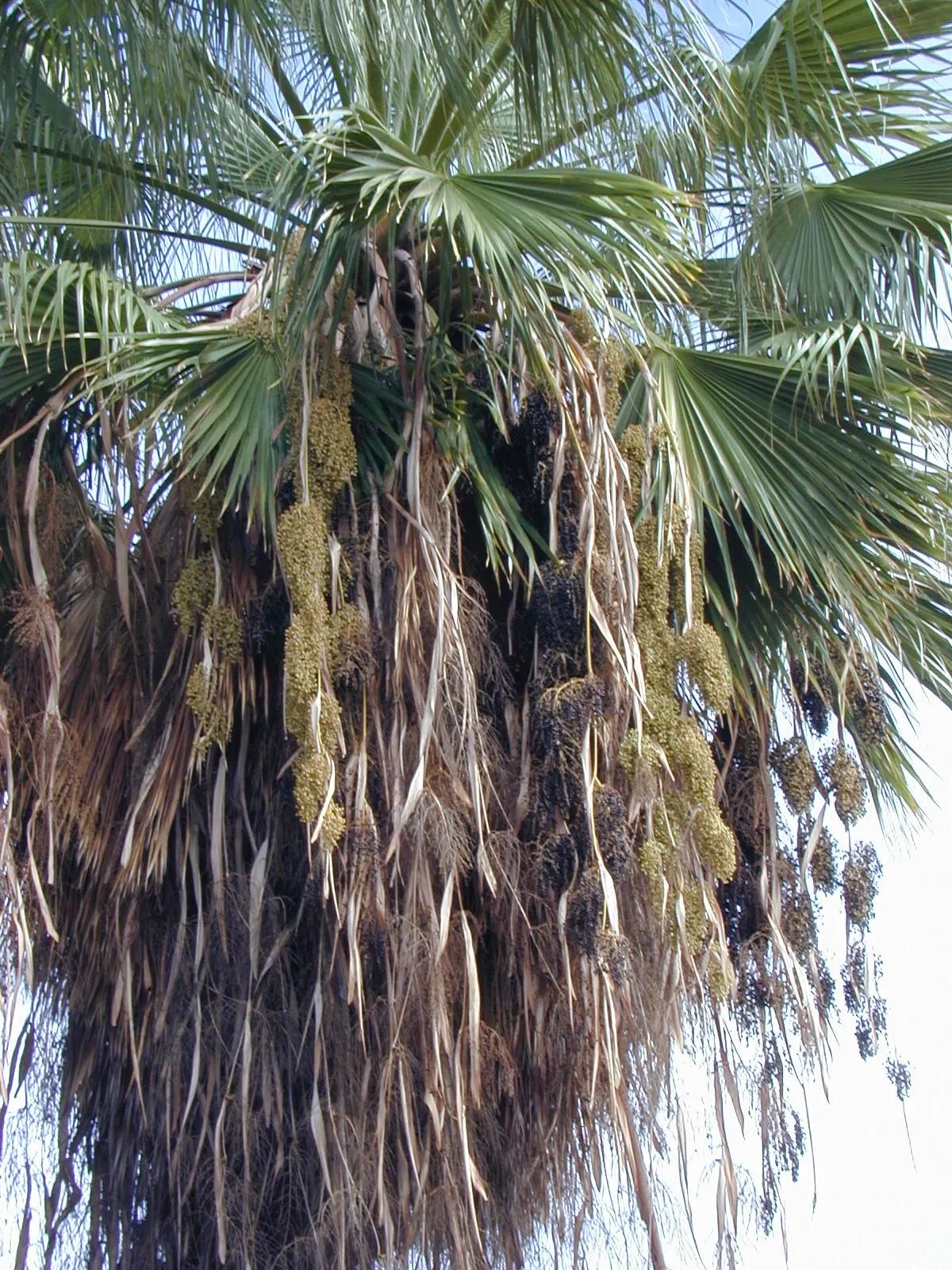 Mexican Fan Palm (Washingtonia Robusta) — Drought-tolerant once established