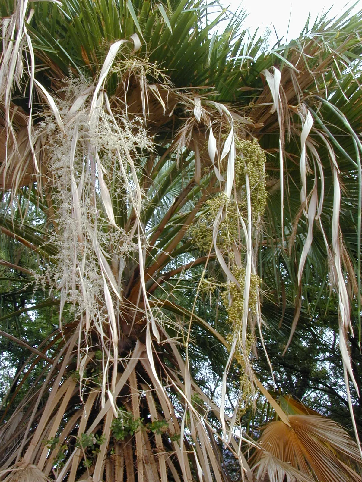 Mexican Fan Palm (Washingtonia Robusta) — imparting an air of elegance to the garden scape.<br><br>For best performance; this robust palm is, image 67