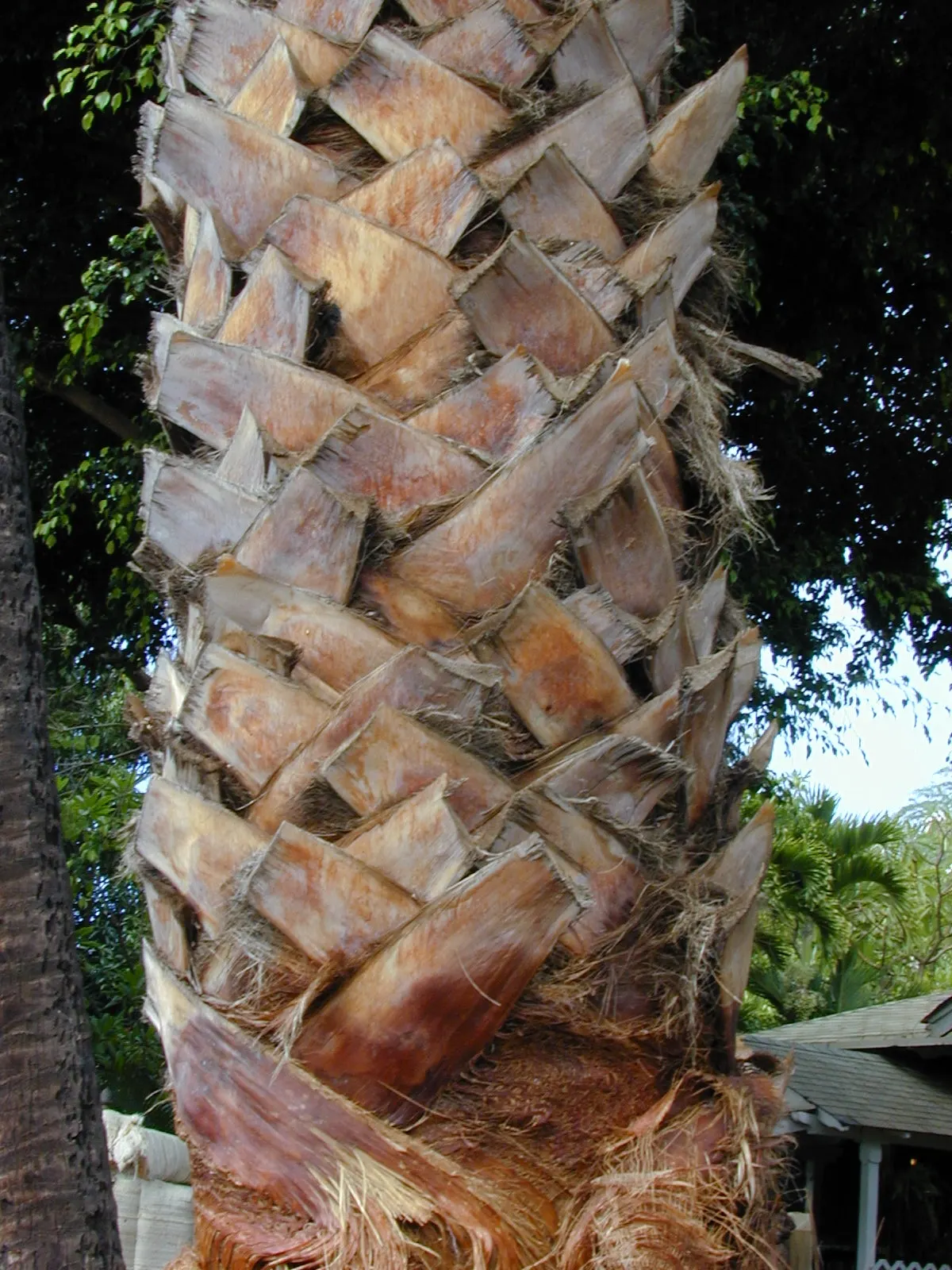Mexican Fan Palm (Washingtonia Robusta) — slender trunk that can reach up to 100 feet