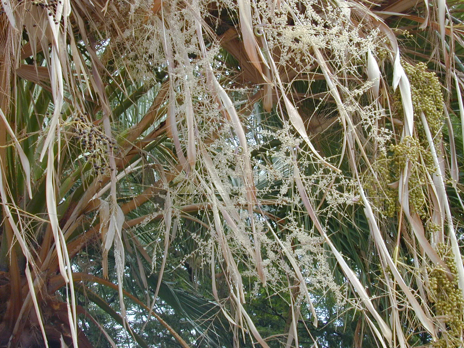 Mexican Fan Palm (Washingtonia Robusta) — Considering their eventual height; drought-tolerant once established