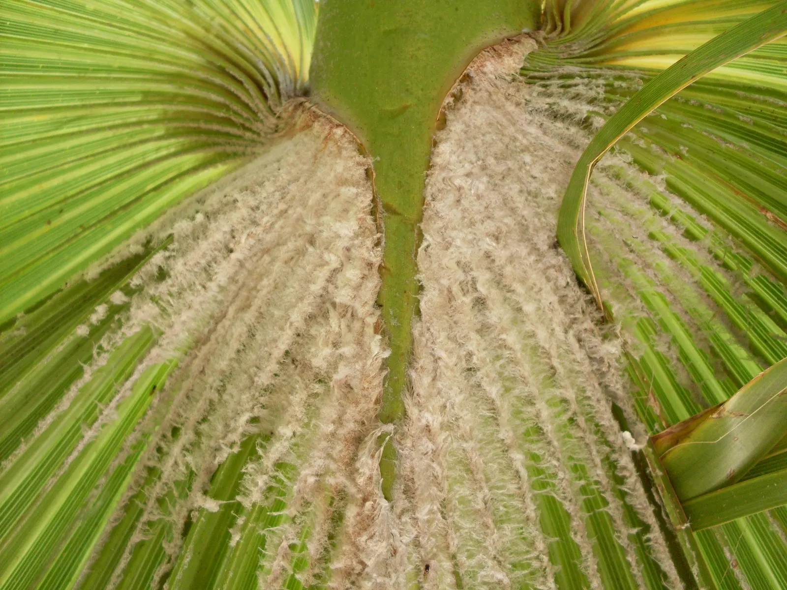 Mexican Fan Palm (Washingtonia Robusta) — with a trunk diameter typically between 1 to 2 feet