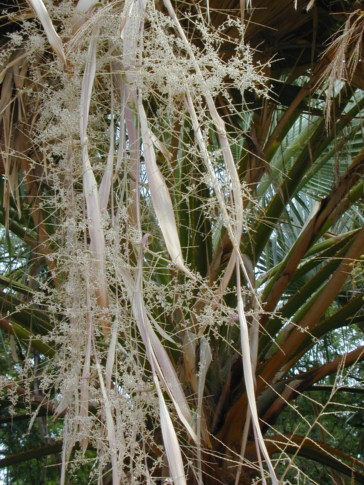 Mexican Fan Palm (Washingtonia Robusta) — imparting an air of elegance to the garden scape.<br><br>For best performance