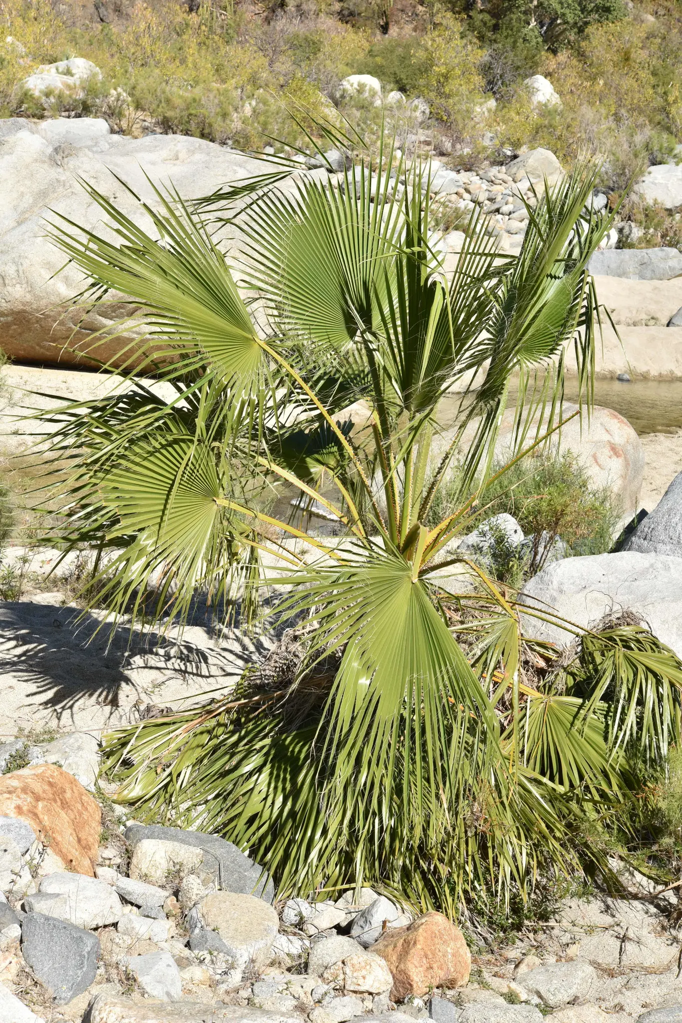 Mexican Fan Palm (Washingtonia Robusta) — It enjoys full sun and is highly tolerant of drought conditions once established