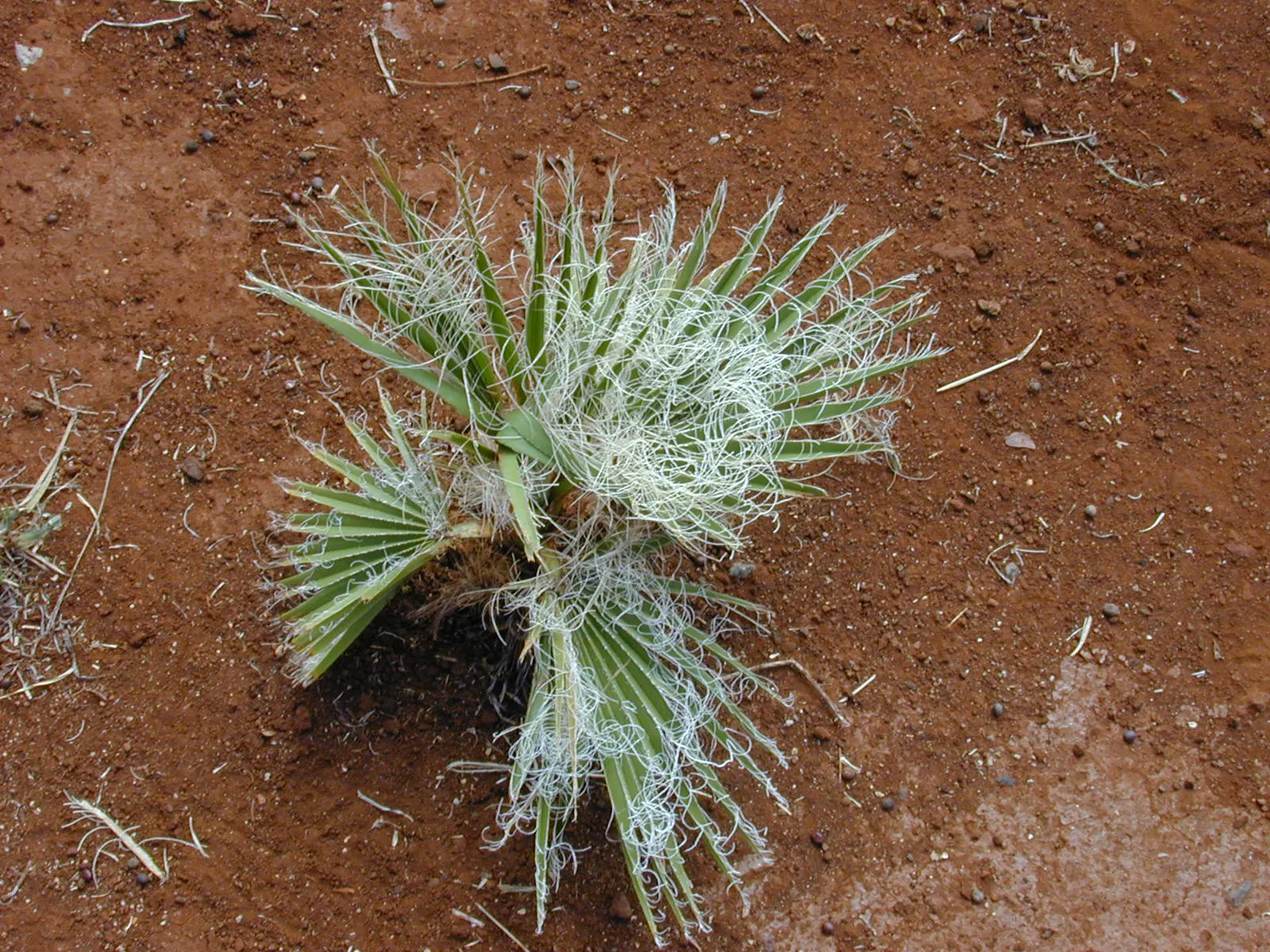 Mexican Fan Palm (Washingtonia Robusta) — making it an excellent choice for xeriscaping; mexican Fan Palms thrive in USDA zones 9 to 11, image 65