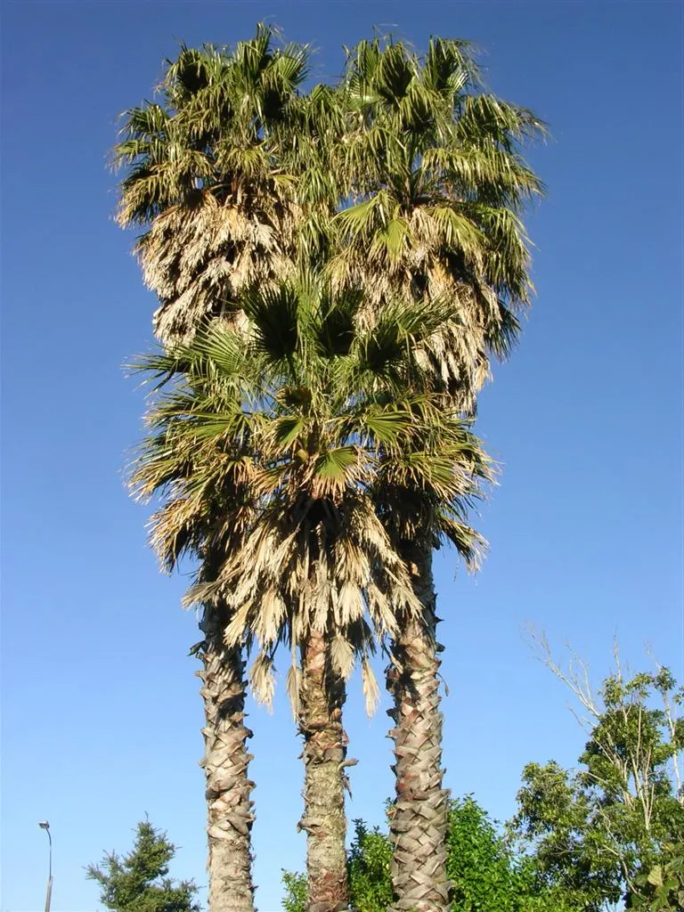 Mexican Fan Palm (Washingtonia Robusta) — The palm's crown boasts a splendid array of fan-shaped leaves, each measuring about 3 to 4 feet across; it enjoys