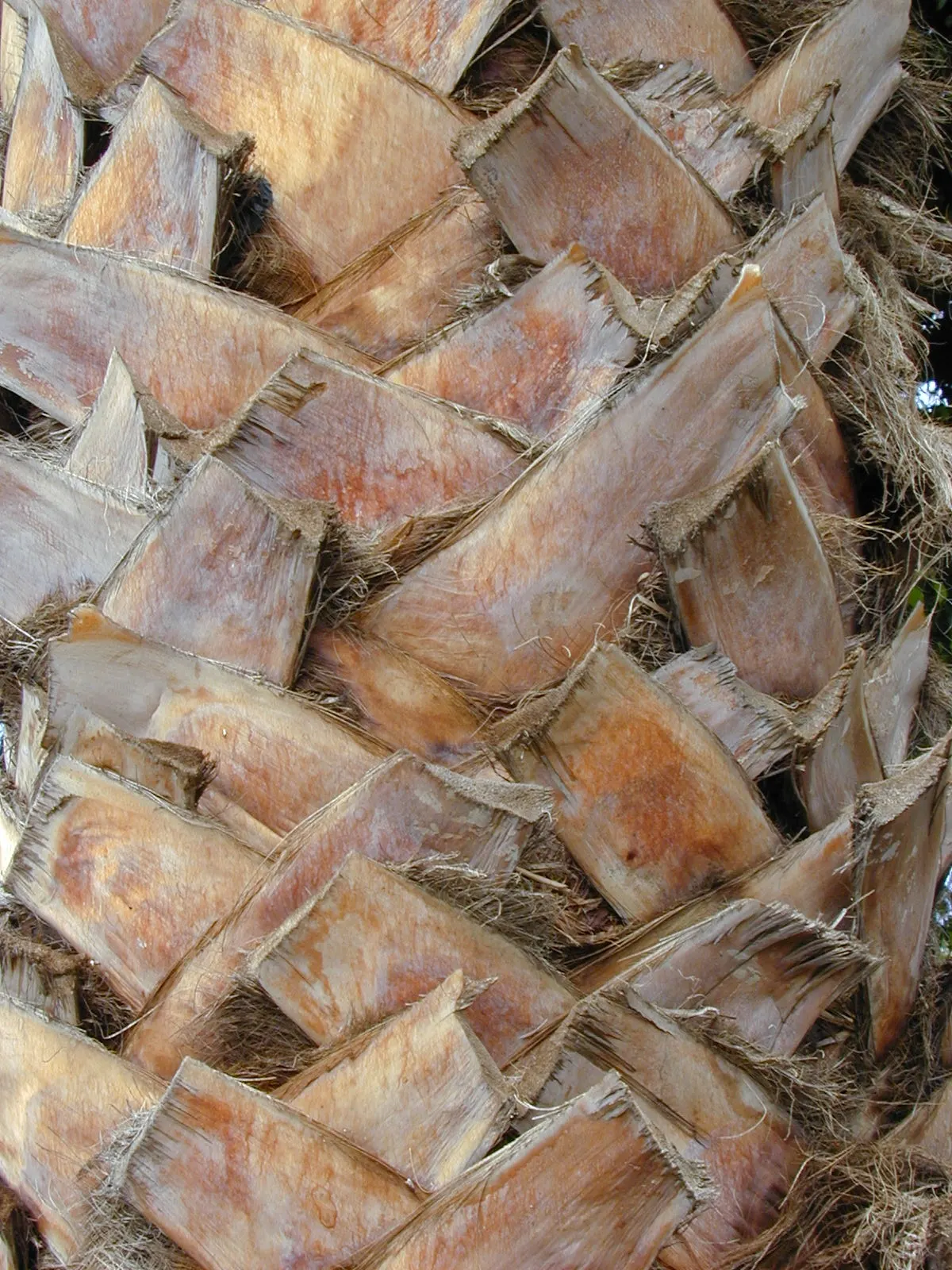 Mexican Fan Palm (Washingtonia Robusta) — and they are known for their rapid growth rate; palm for full, image 69