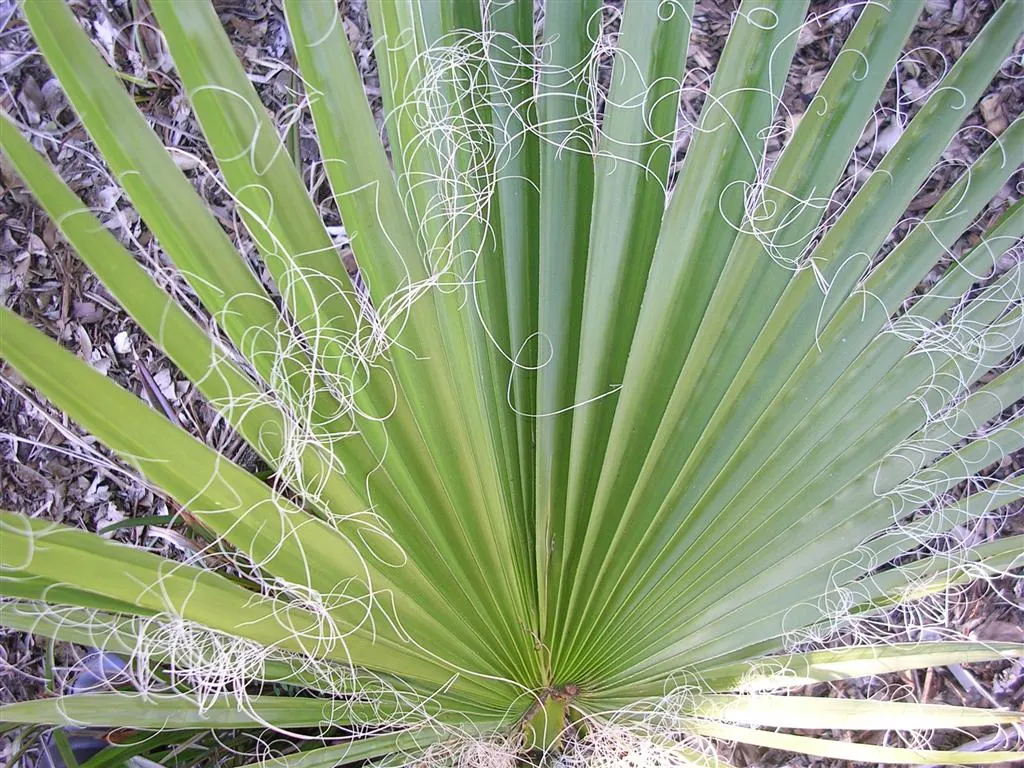 Mexican Fan Palm (Washingtonia Robusta) — this robust palm is renowned for its remarkable height and slender; imparting an air of elegance to the, image 58