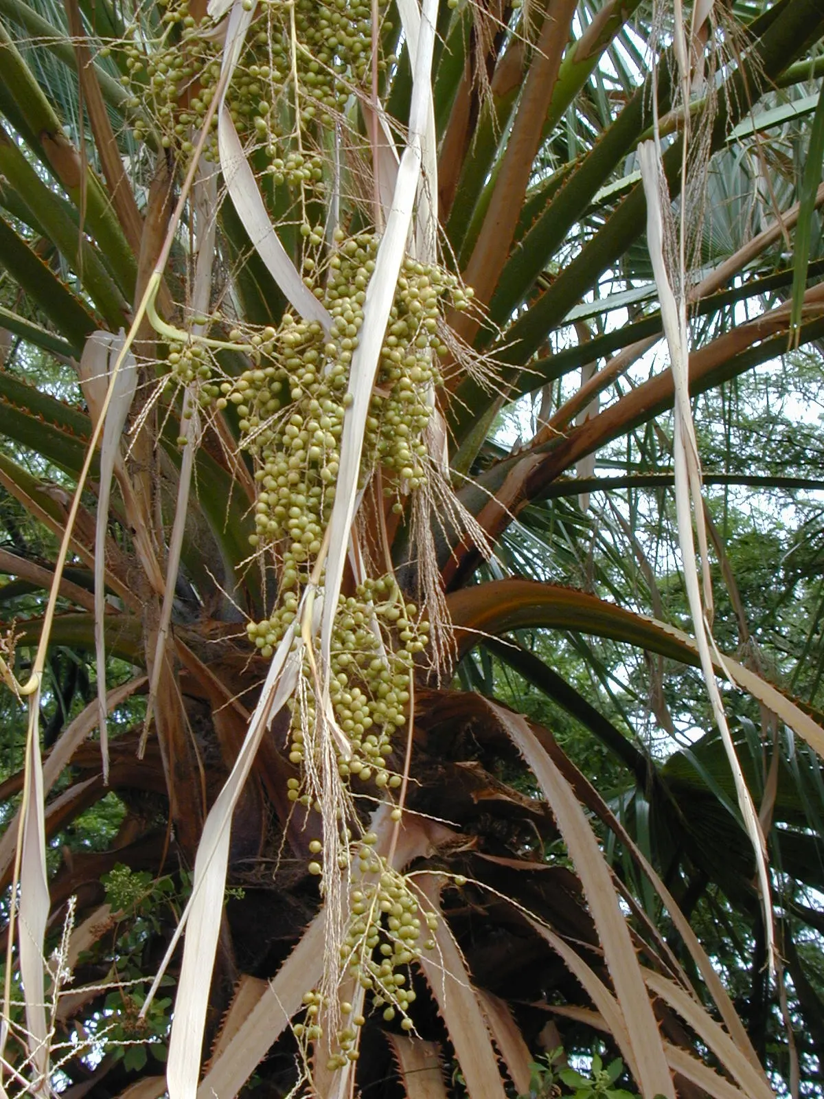 Mexican Fan Palm (Washingtonia Robusta) — tall palm with an elegant; expect this towering beauty to reach heights between 70 to 100 feet
