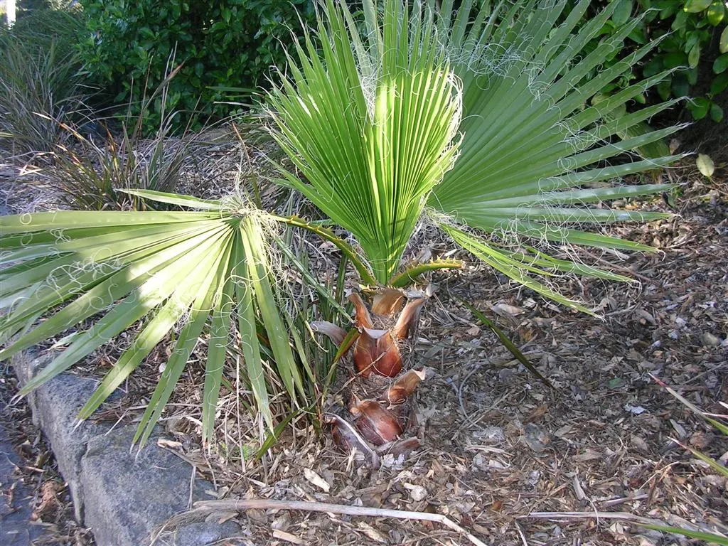 Mexican Fan Palm (Washingtonia Robusta) — stands majestically as a landmark species in any landscape design; hardy in USDA zones 9-11, it prefers full sun and