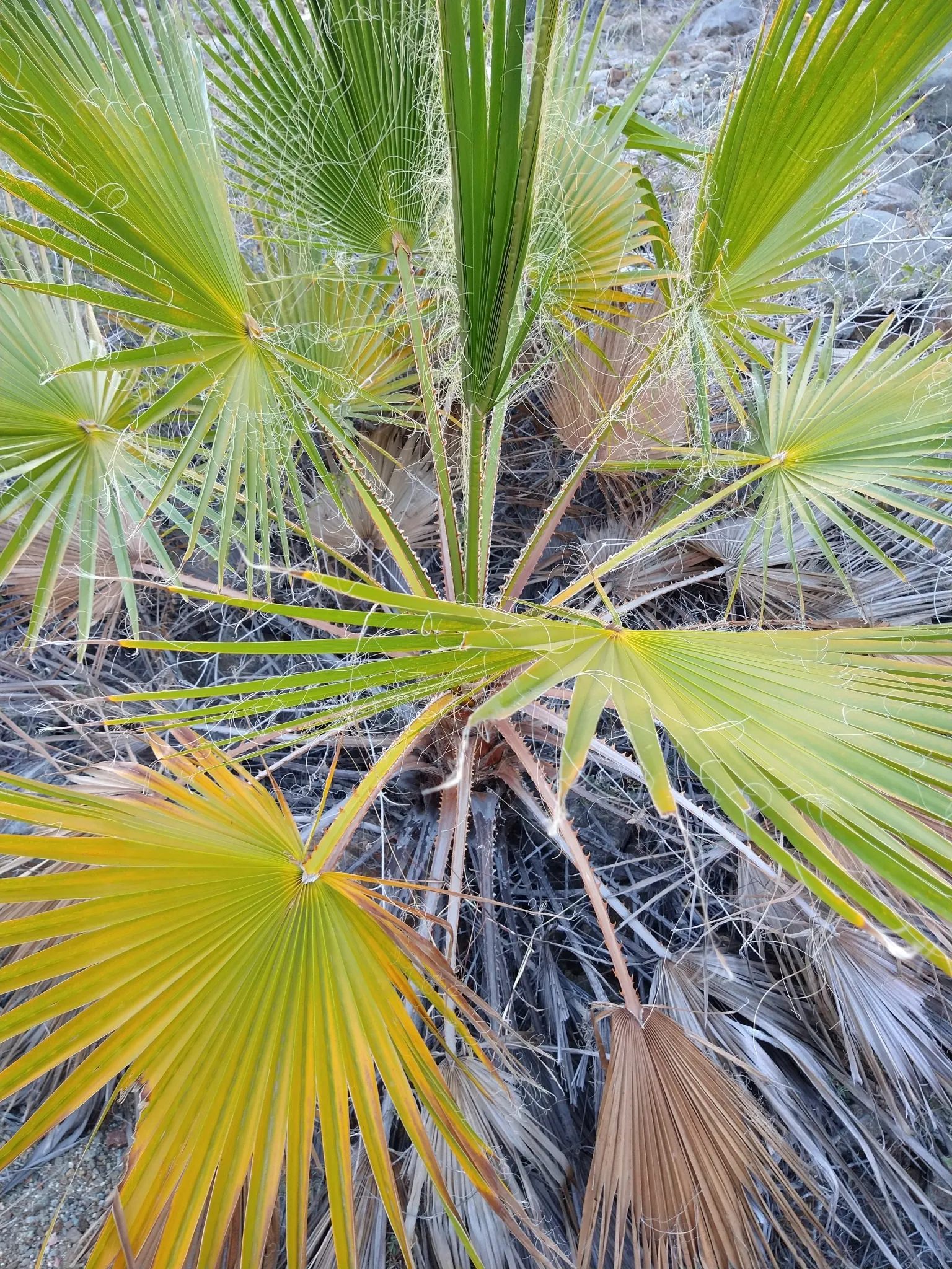 Mexican Fan Palm (Washingtonia Robusta) — Mexican Fan Palms thrive in USDA zones 9 to 11; making it an excellent choice for xeriscaping, image 68