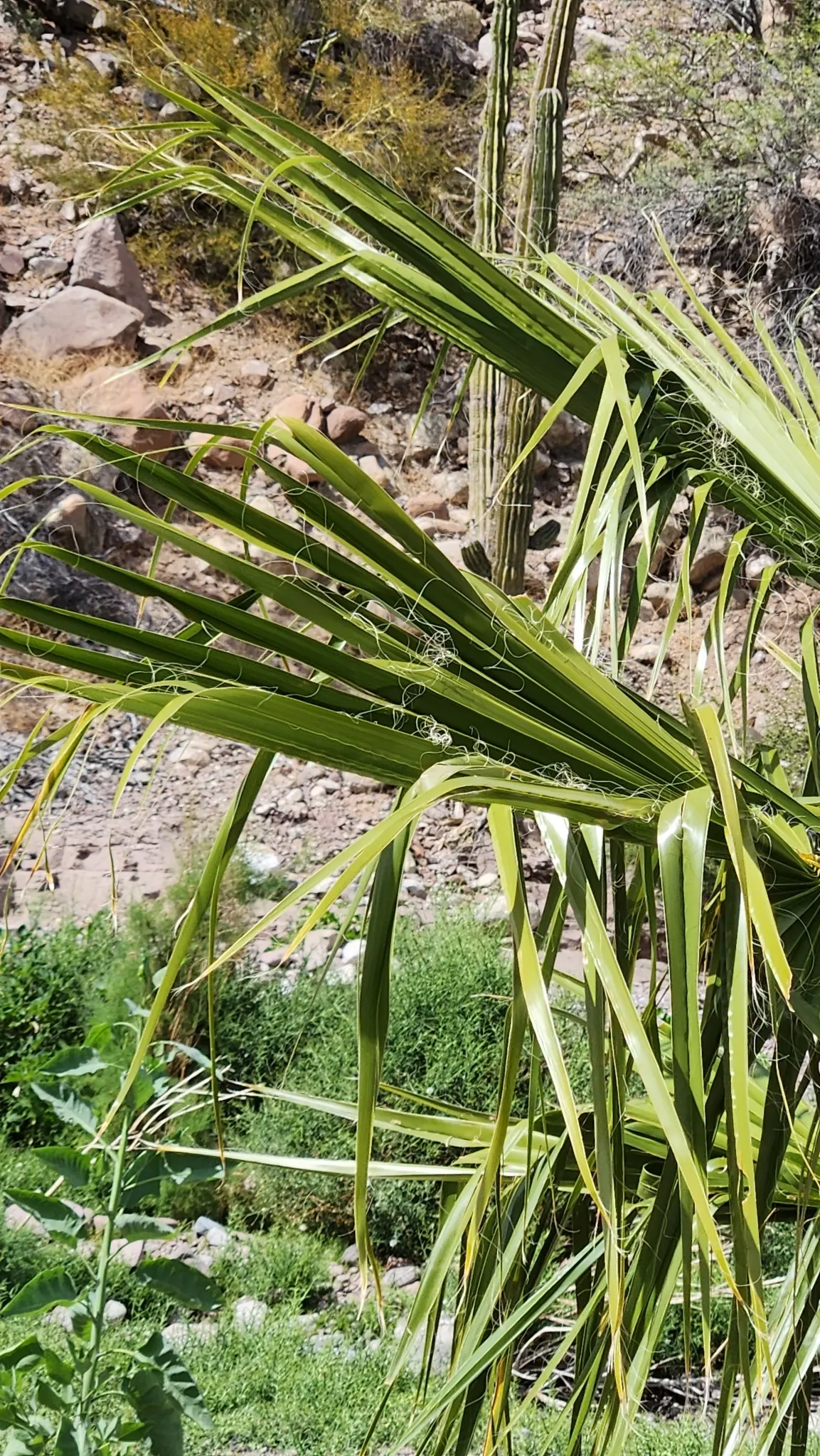 Mexican Fan Palm (Washingtonia Robusta) — Originating from the arid regions of Baja California and Sonora; with a trunk diameter typically between 1 to 2 feet