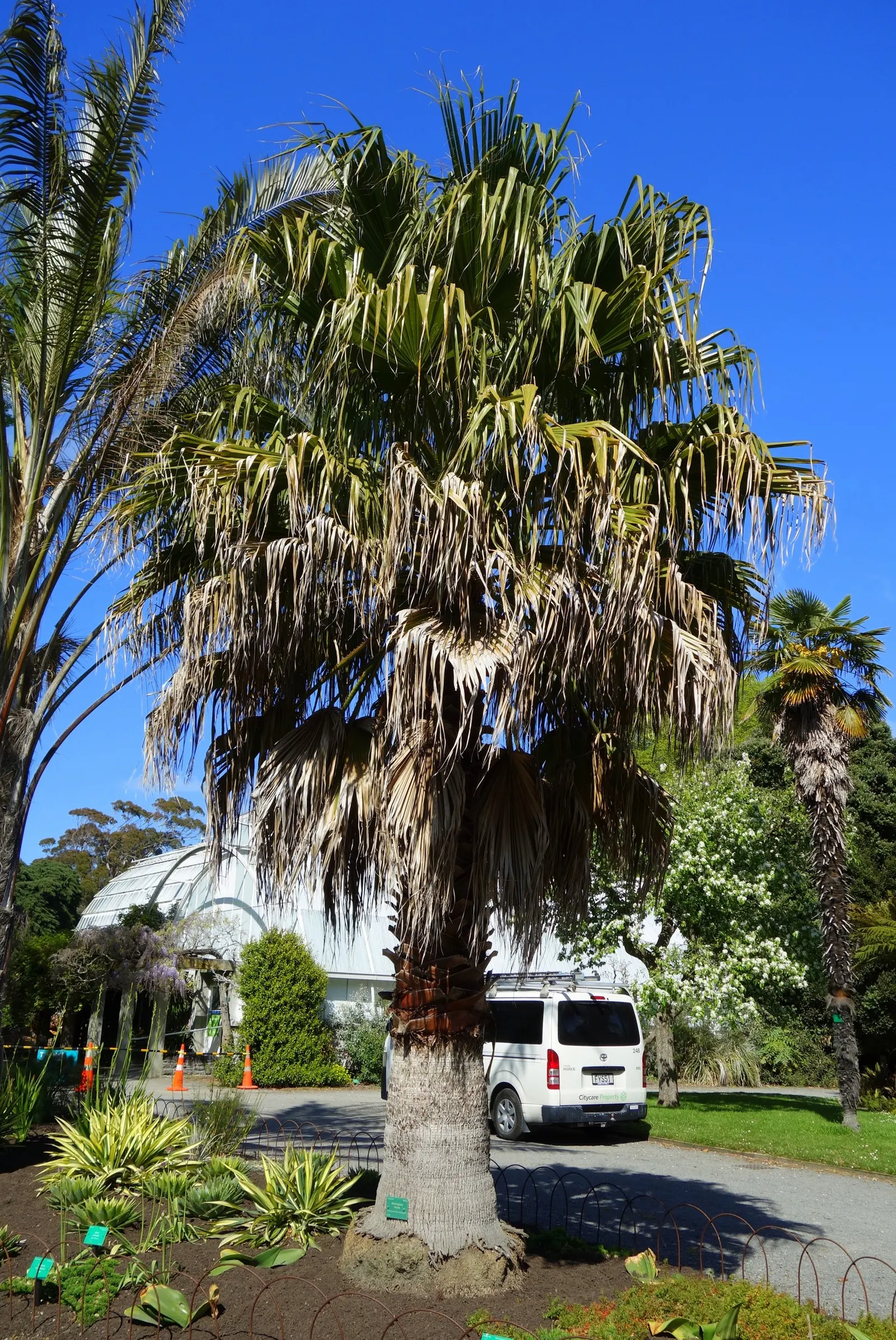 Mexican Fan Palm (Washingtonia Robusta) — This low-maintenance palm adds vertical interest to any landscape, perfect for avenues or as a focal point