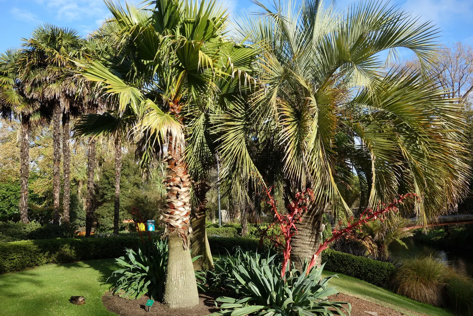 Mexican Fan Palm (Washingtonia Robusta) — Originating from the arid regions of Baja California and Sonora