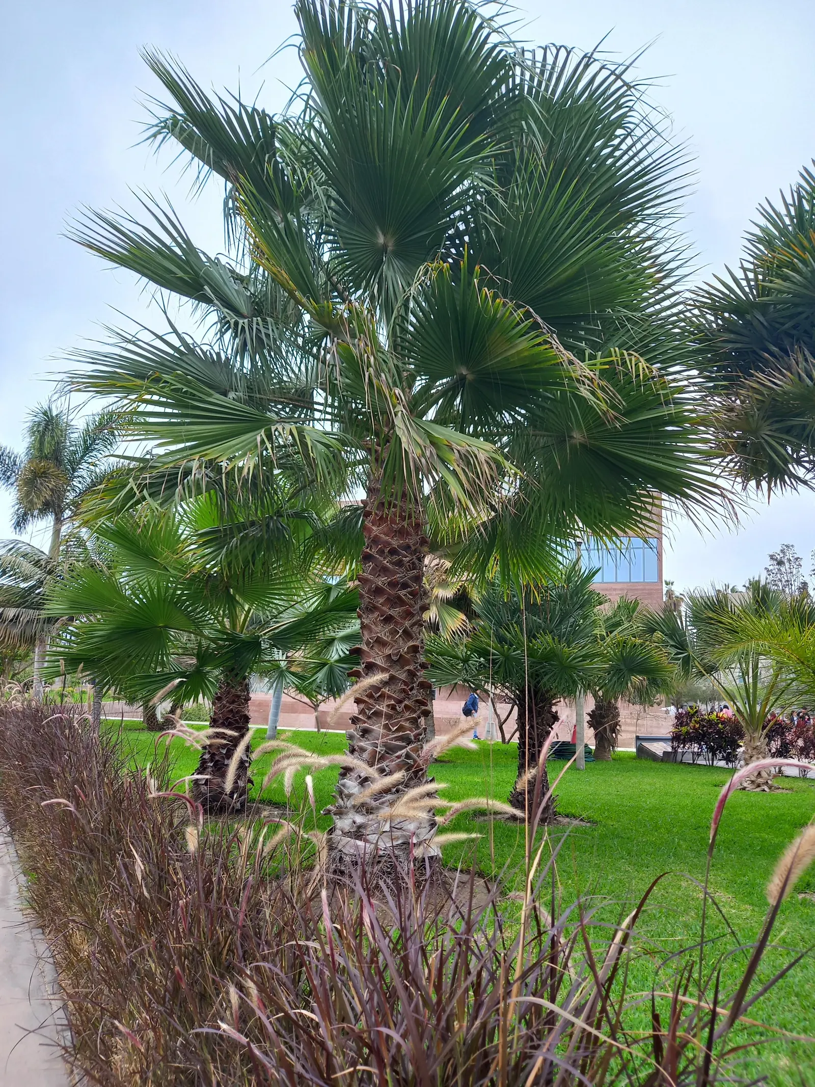 Mexican Fan Palm (Washingtonia Robusta) — This low-maintenance palm adds vertical interest to any landscape, perfect for avenues or as a focal point; the
