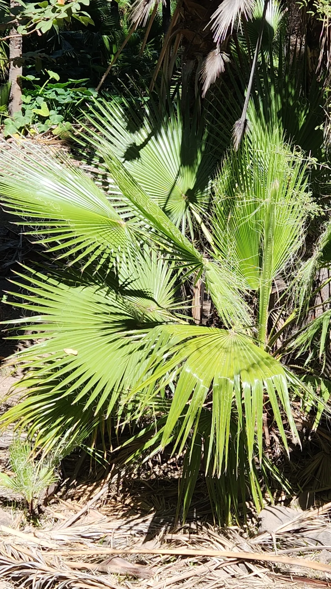 Mexican Fan Palm (Washingtonia Robusta) — Mexican Fan Palms thrive in USDA zones 9 to 11