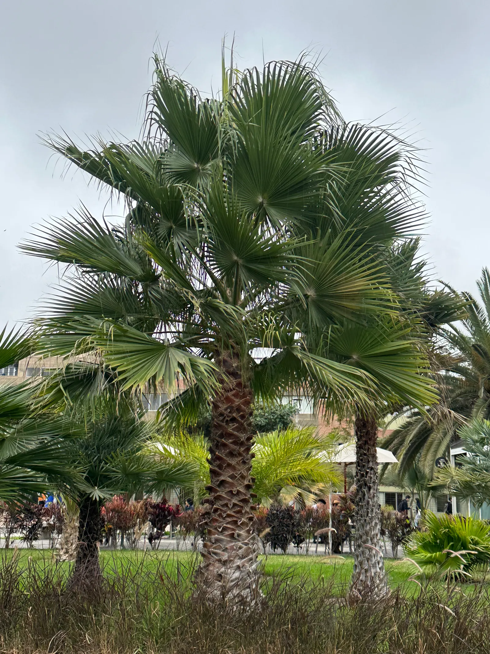 Mexican Fan Palm (Washingtonia Robusta) — tall palm with an elegant