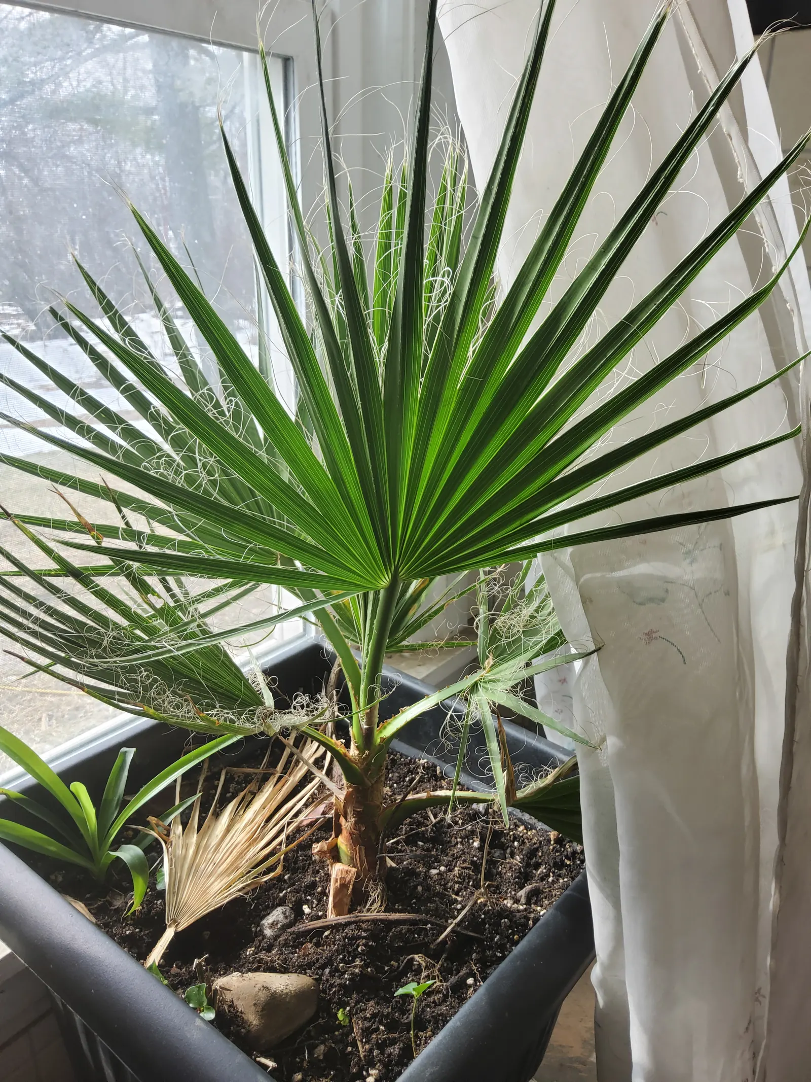 Mexican Fan Palm (Washingtonia Robusta) — Hardy in USDA zones 9-11, it prefers full sun and well-drained soil