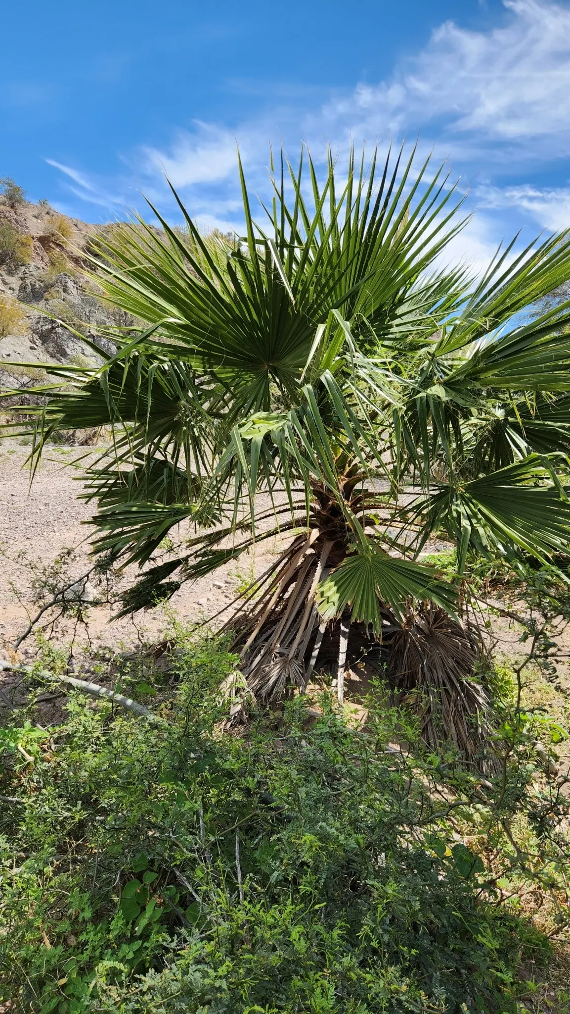 Mexican Fan Palm (Washingtonia Robusta) — Its large, fan-shaped leaves create a dramatic canopy around 5 feet wide; the Mexican Fan Palm (Washingtonia robusta)