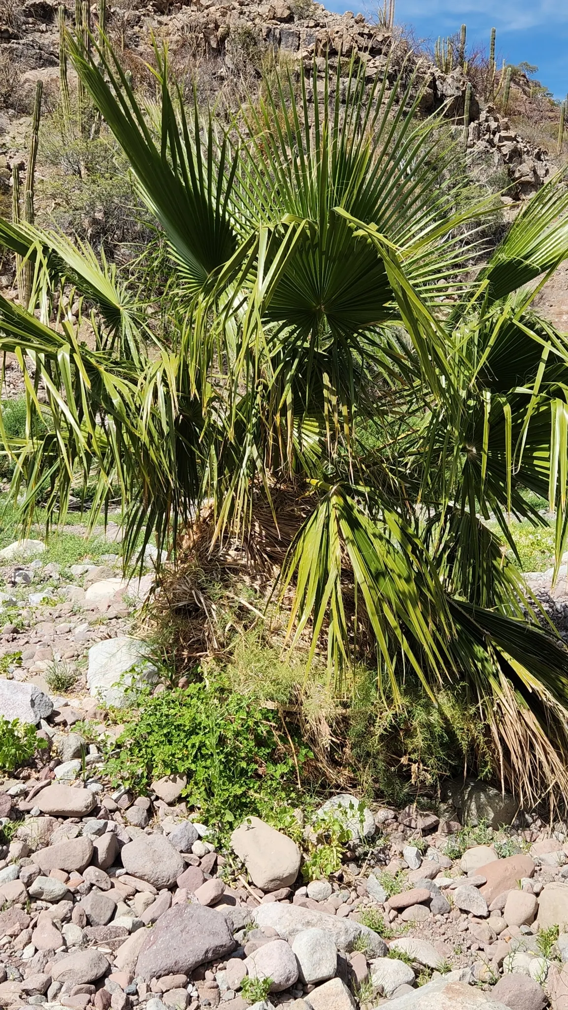 Mexican Fan Palm (Washingtonia Robusta) — This low-maintenance palm adds vertical interest to any landscape, perfect for avenues or as a focal, image 54