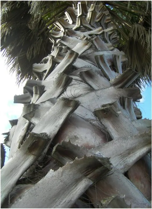 Mexican Fan Palm (Washingtonia Robusta) — Considering their eventual height; drought-tolerant once established, image 70