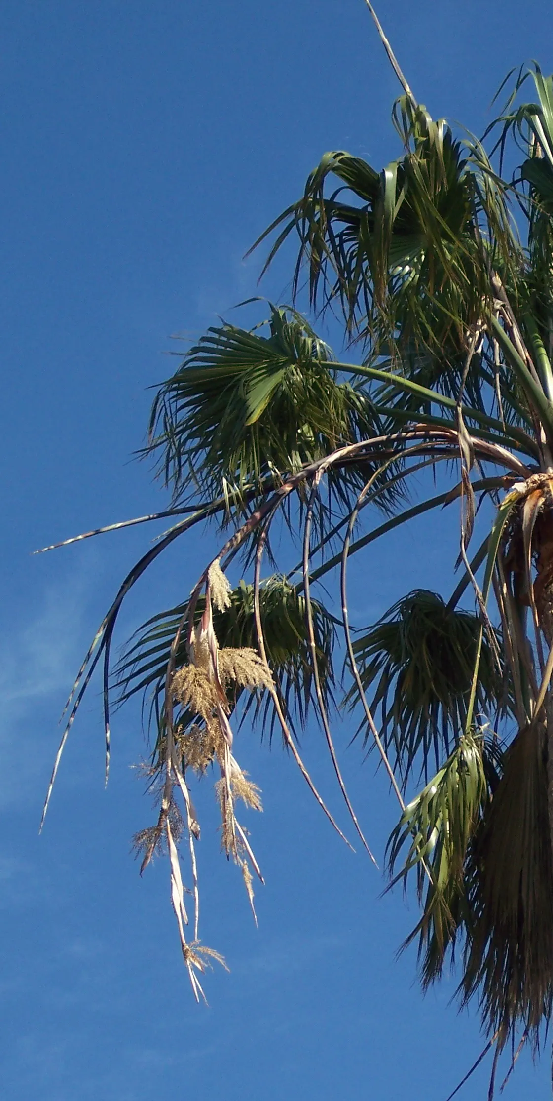 Mexican Fan Palm (Washingtonia Robusta) — this robust palm is renowned for its remarkable height and slender