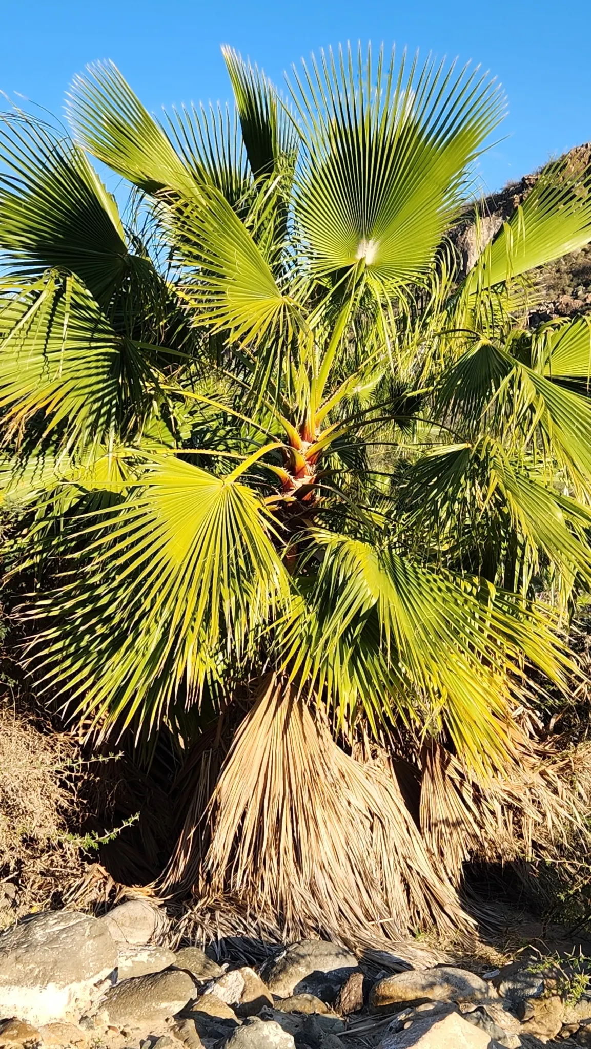 Mexican Fan Palm (Washingtonia Robusta) — Considering their eventual height