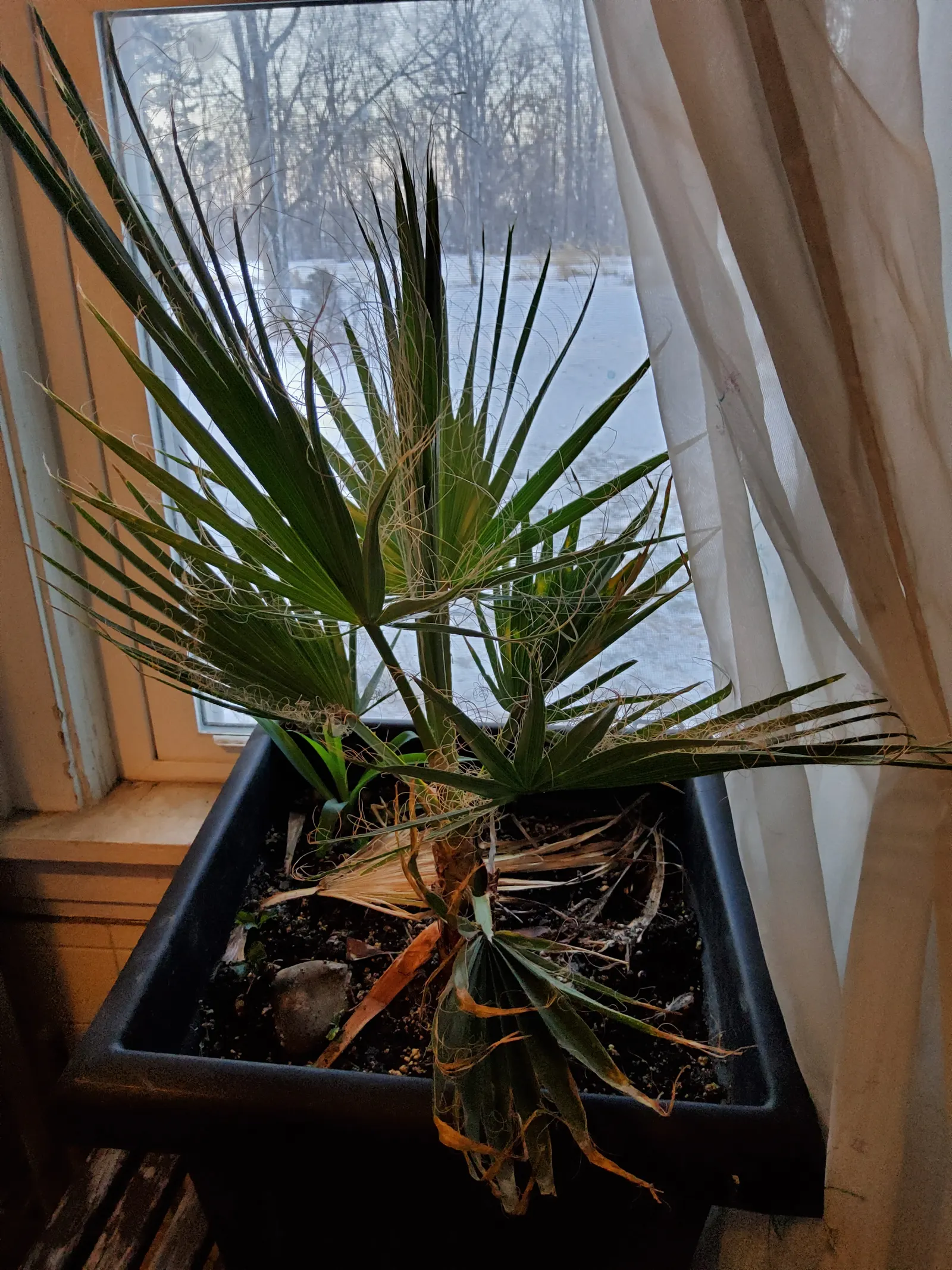 Mexican Fan Palm (Washingtonia Robusta) — expect this towering beauty to reach heights between 70 to 100 feet
