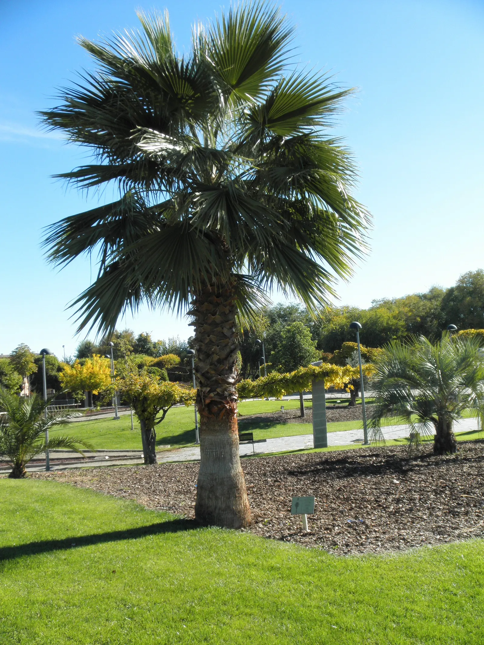 Mexican Fan Palm (Washingtonia Robusta) — making it an excellent choice for xeriscaping