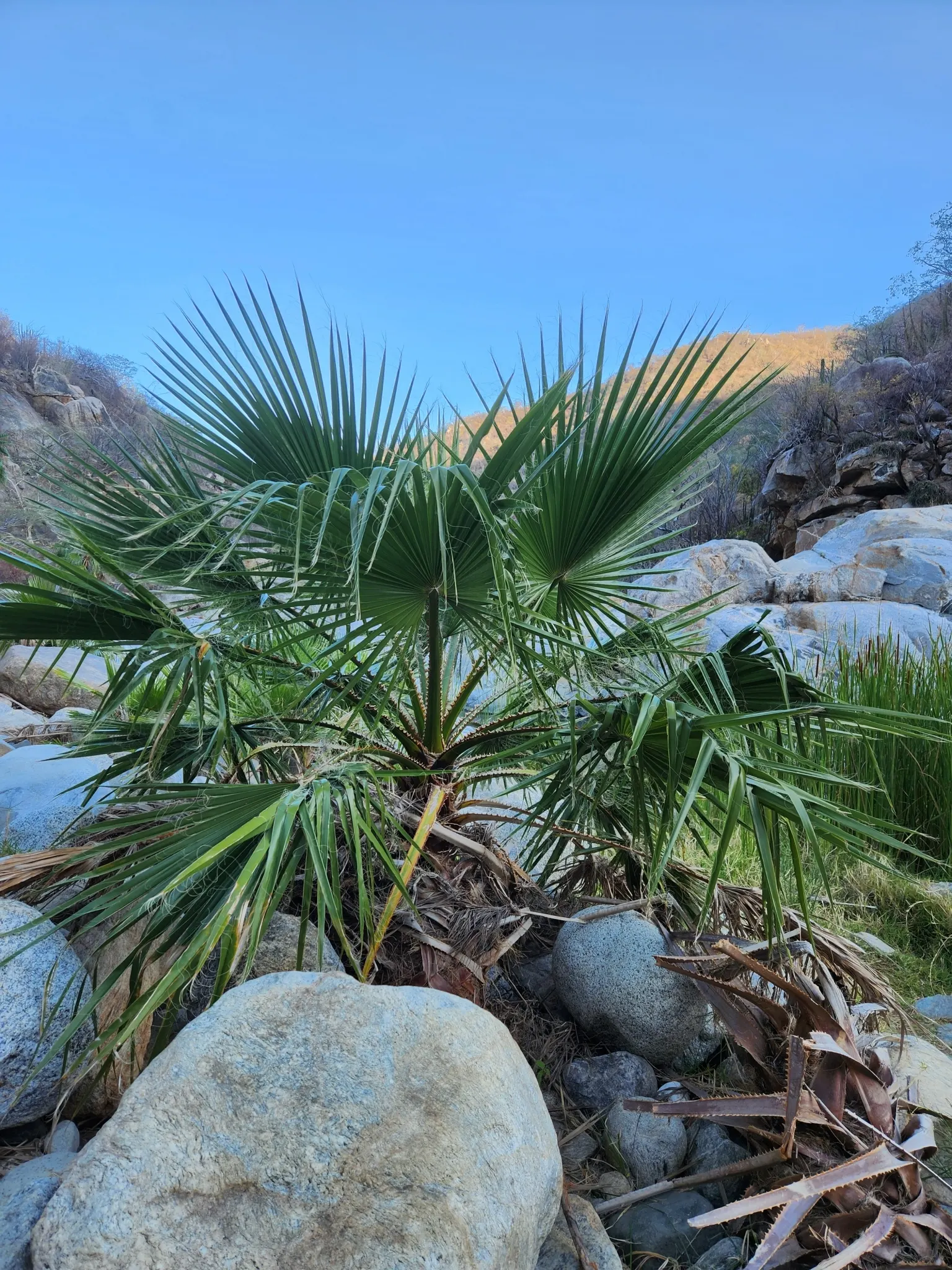 Mexican Fan Palm (Washingtonia Robusta) — This palm's impressive silhouette against the skyline will provide a striking vertical element; slender trunk that