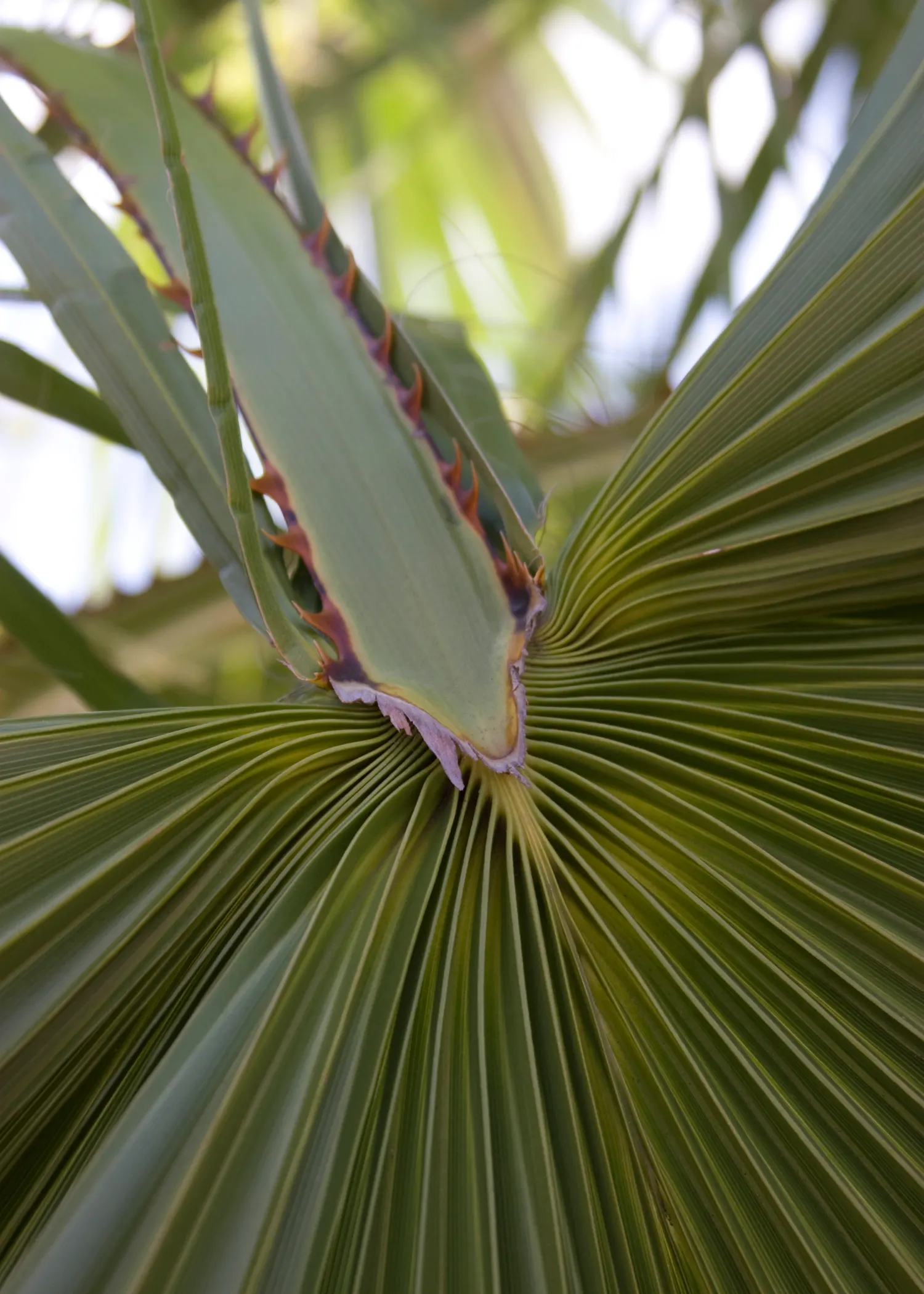 Mexican Fan Palm (Washingtonia Robusta) — and they are known for their rapid growth rate