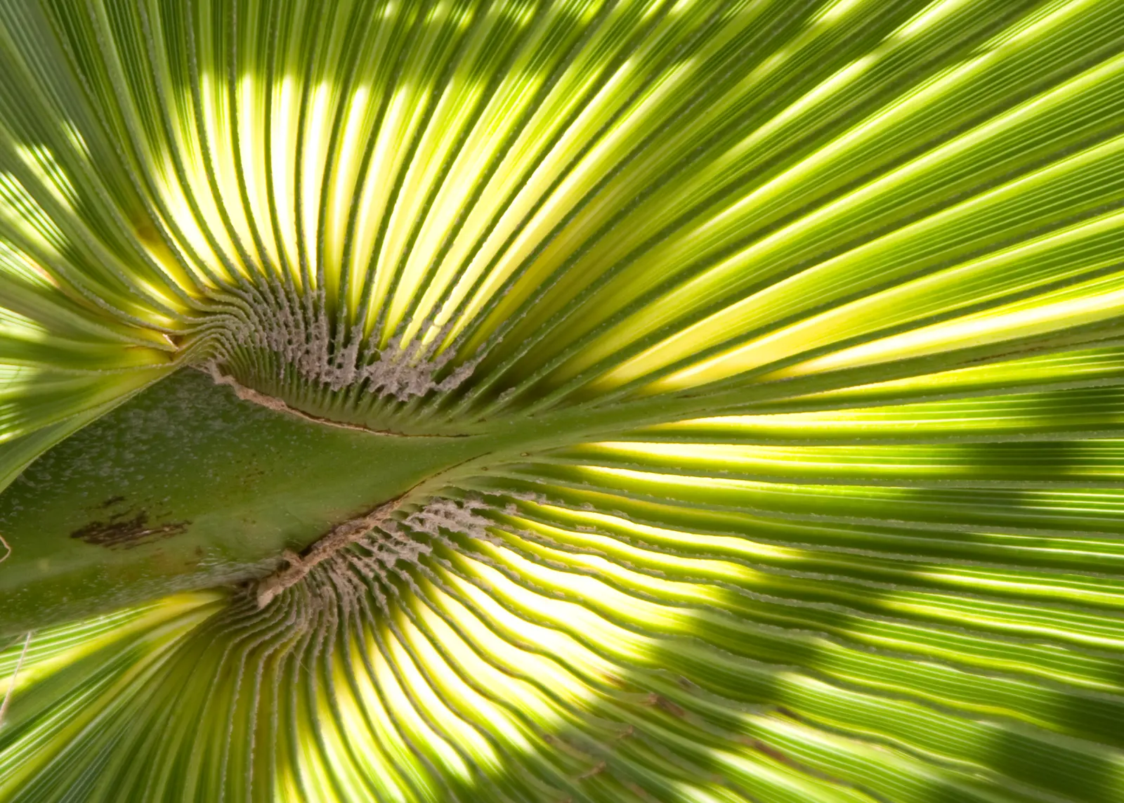 Mexican Fan Palm (Washingtonia Robusta) — it's crucial to plan carefully to avoid potential interference with overhead lines or adjacent structures