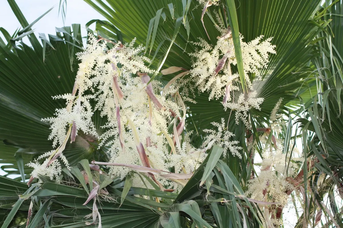 Mexican Fan Palm (Washingtonia Robusta) — Drought-tolerant once established; considering their eventual height, image 55