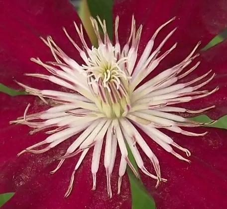 Rebecca Clematis (Clematis 'Rebecca') — Its distinctive flower color - the reddest of all the clematis - is complemented by yellow anthers