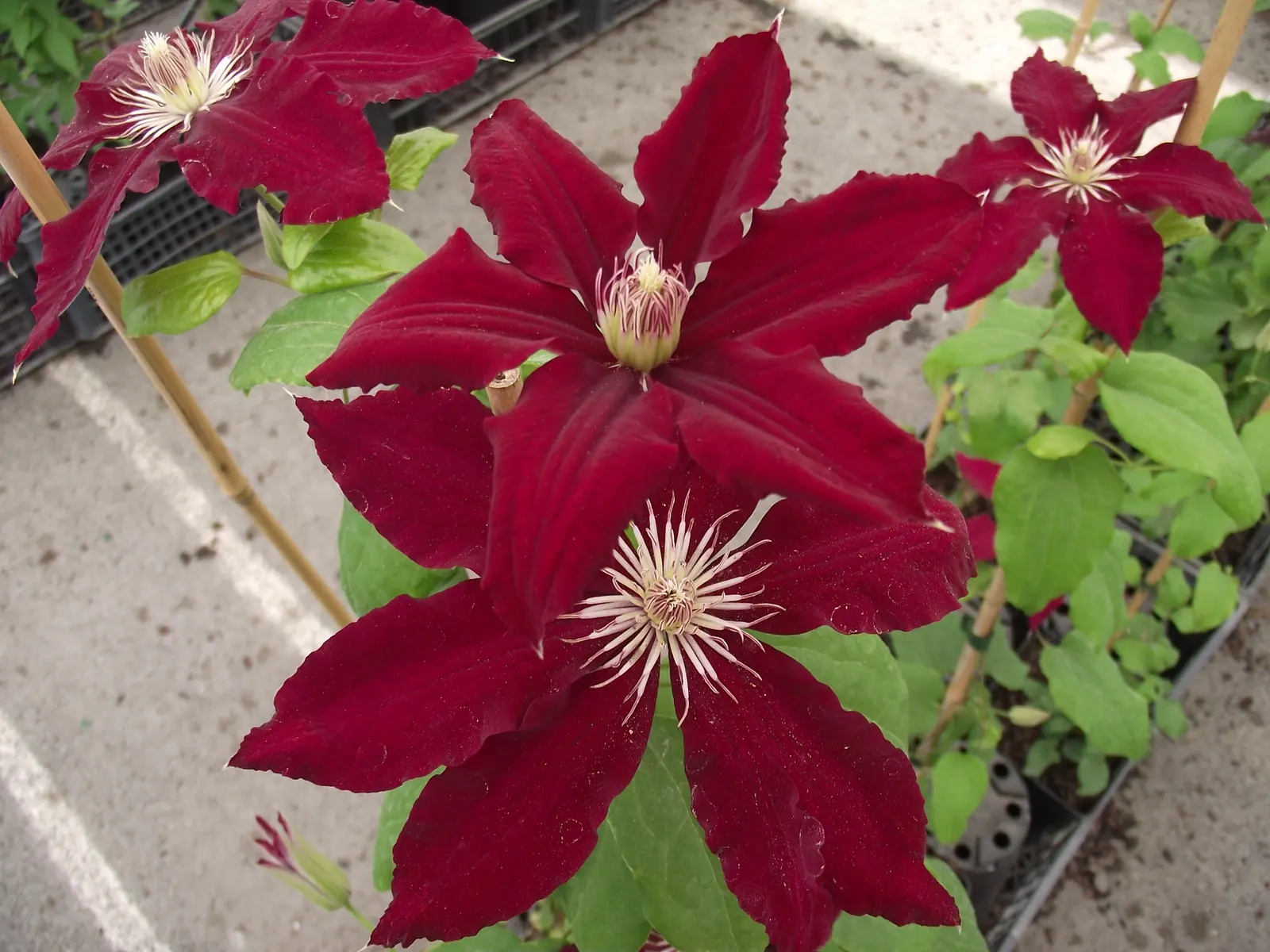 Rebecca Clematis (Clematis 'Rebecca') — For optimal growth, plant in well-draining soil and provide a trellis for support