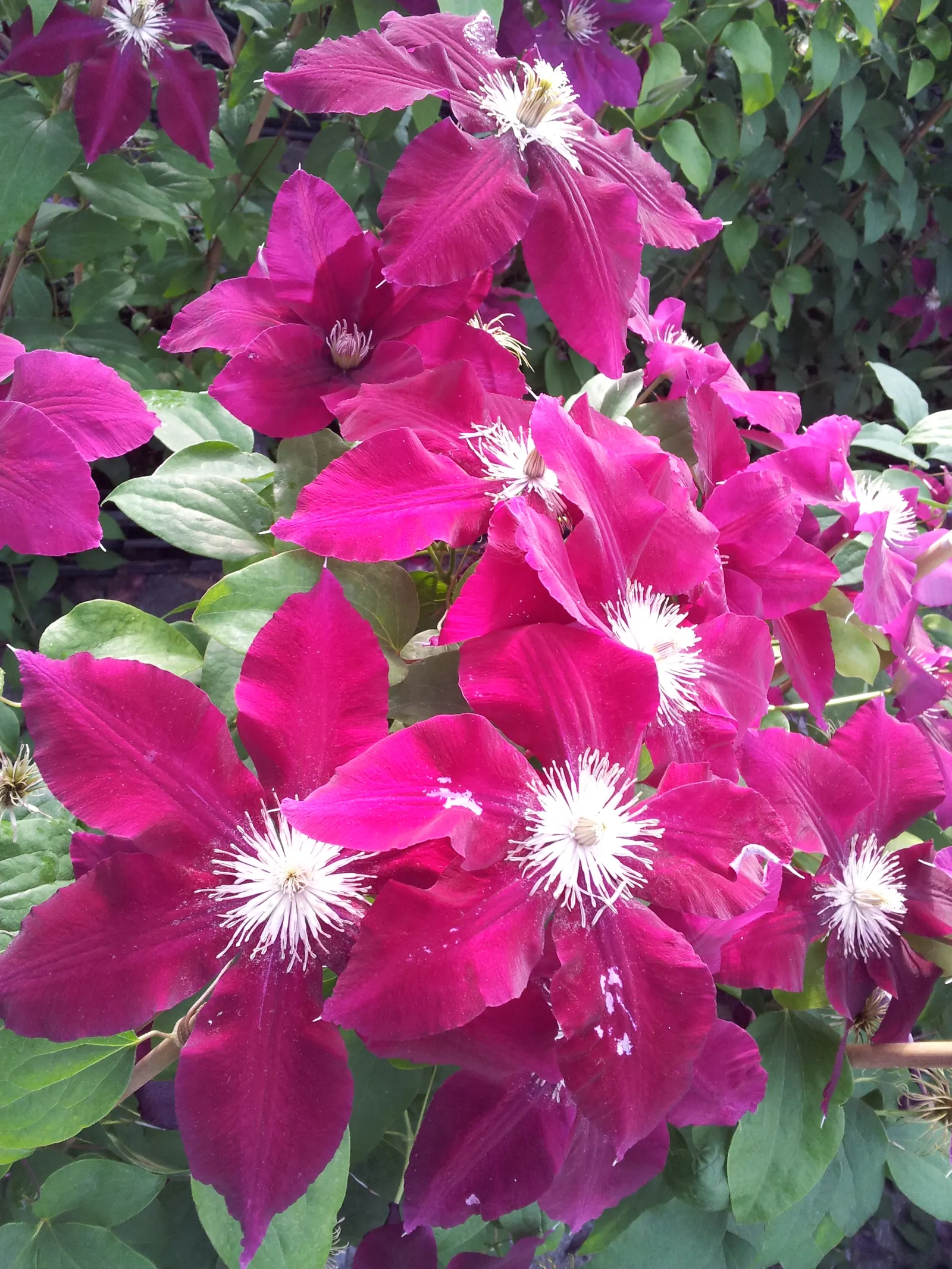 Rebecca Clematis (Clematis 'Rebecca') — Blooms profusely from late spring to early fall, it adds a vibrant pop of color to any landscape design