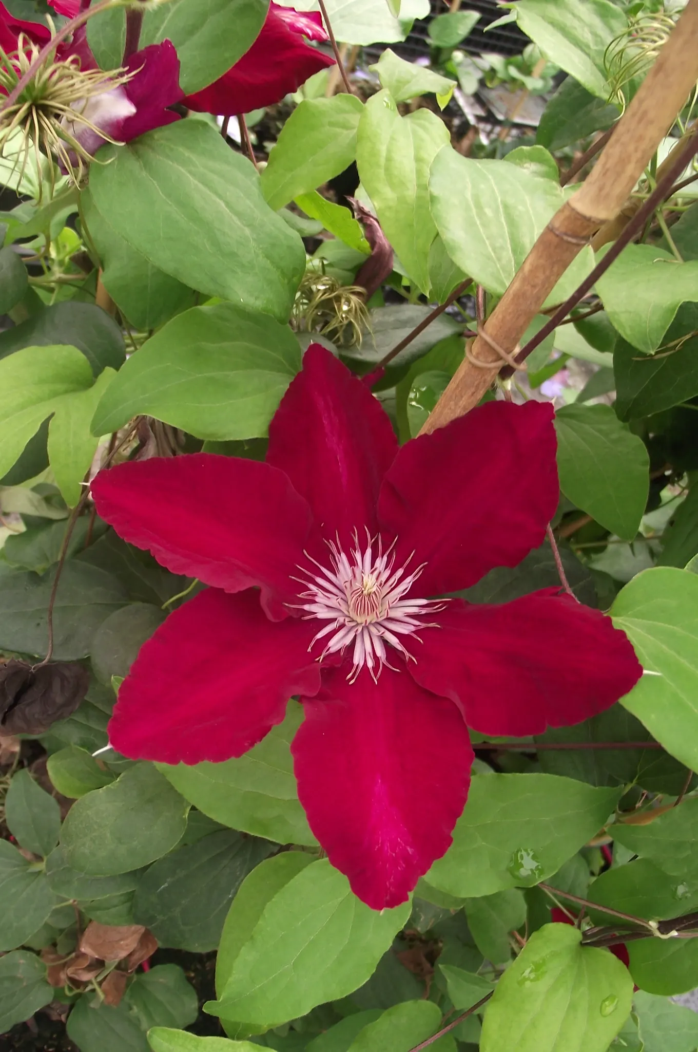 Rebecca Clematis (Clematis 'Rebecca') — Preferring full sun to partial shade, this variety thrives in USDA zones 4-9