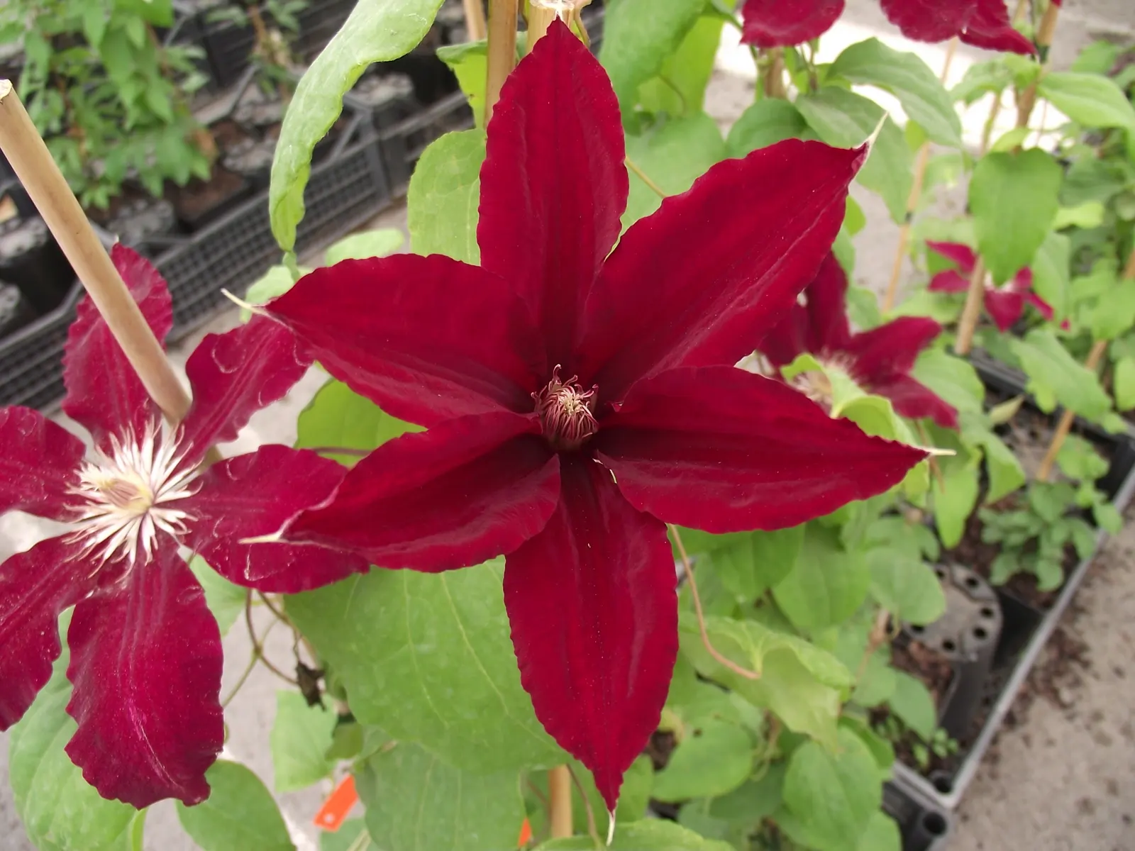 Rebecca Clematis (Clematis 'Rebecca') — Clematis 'Rebecca' boasts stunning large red flowers, spanning up to 6-8 inches across