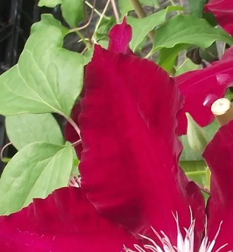 Rebecca Clematis (Clematis 'Rebecca') — offering a flourish of rich