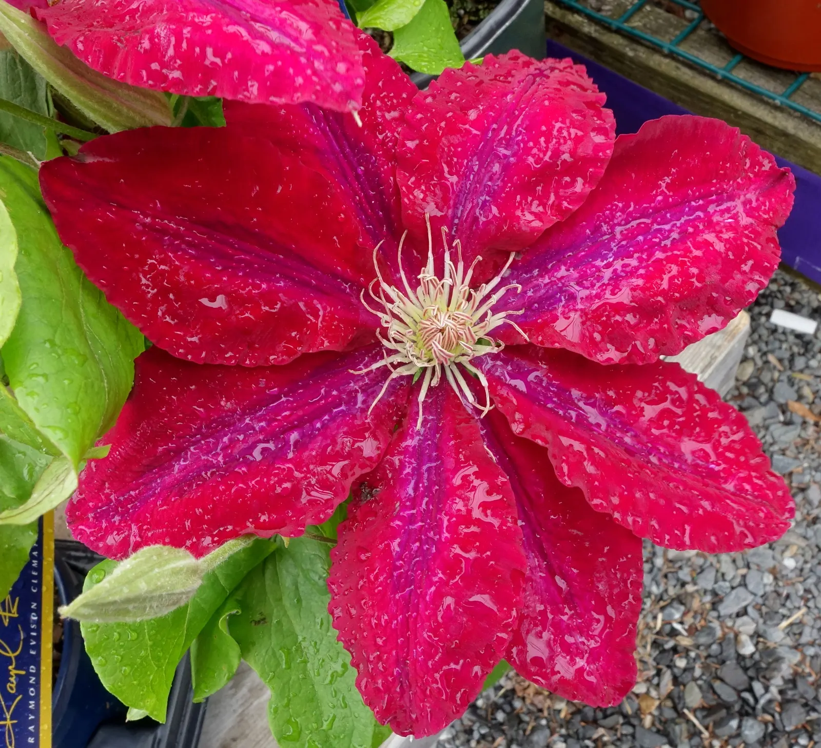 Rebecca Clematis (Clematis 'Rebecca') — making it a perfect candidate for vertical gardening