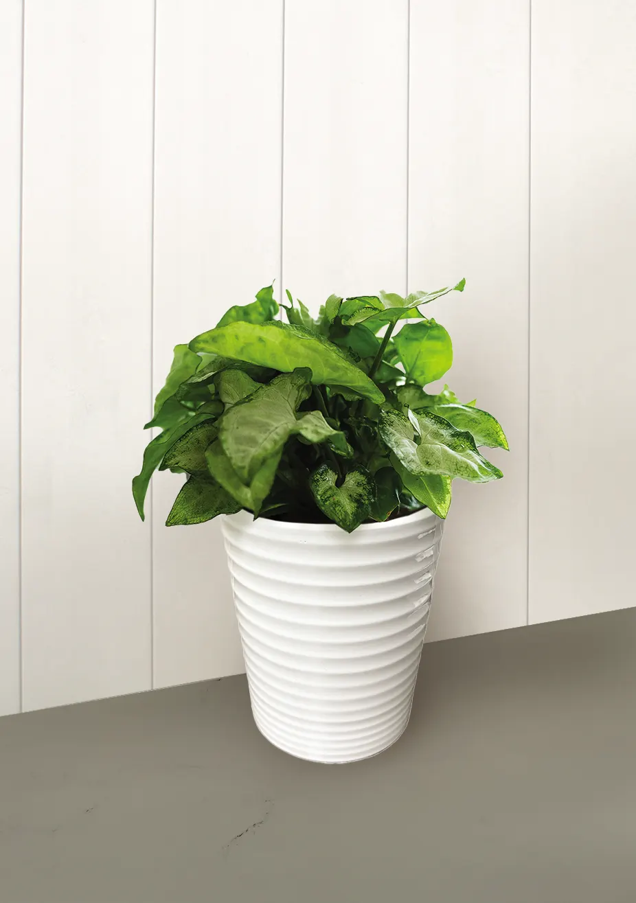 Glacier Reign™ Arrowhead Vine (Syngonium podophyllum) — The Syngonium podophyllum is a compact Arrowhead Vine with medium green