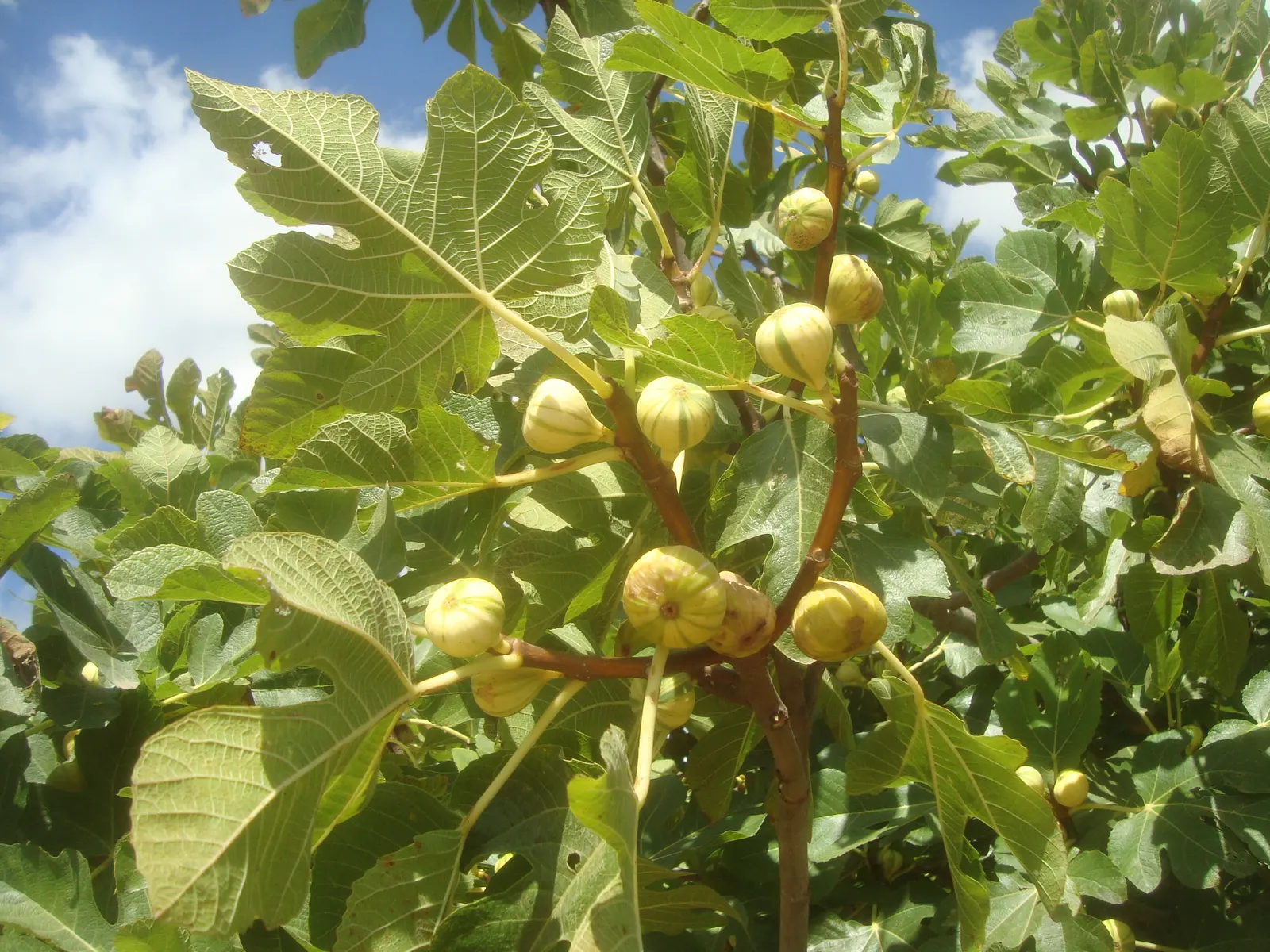 Panache Fig (Ficus Carica 'Panache') — Prefers full sun and well-drained soil