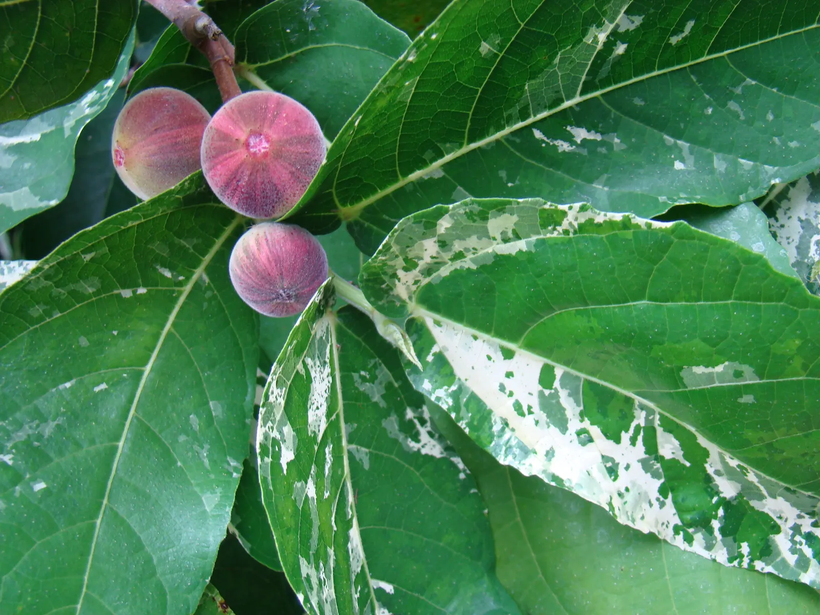 Panache Fig (Ficus Carica 'Panache') — is an attractive deciduous tree with striking variegated leaves