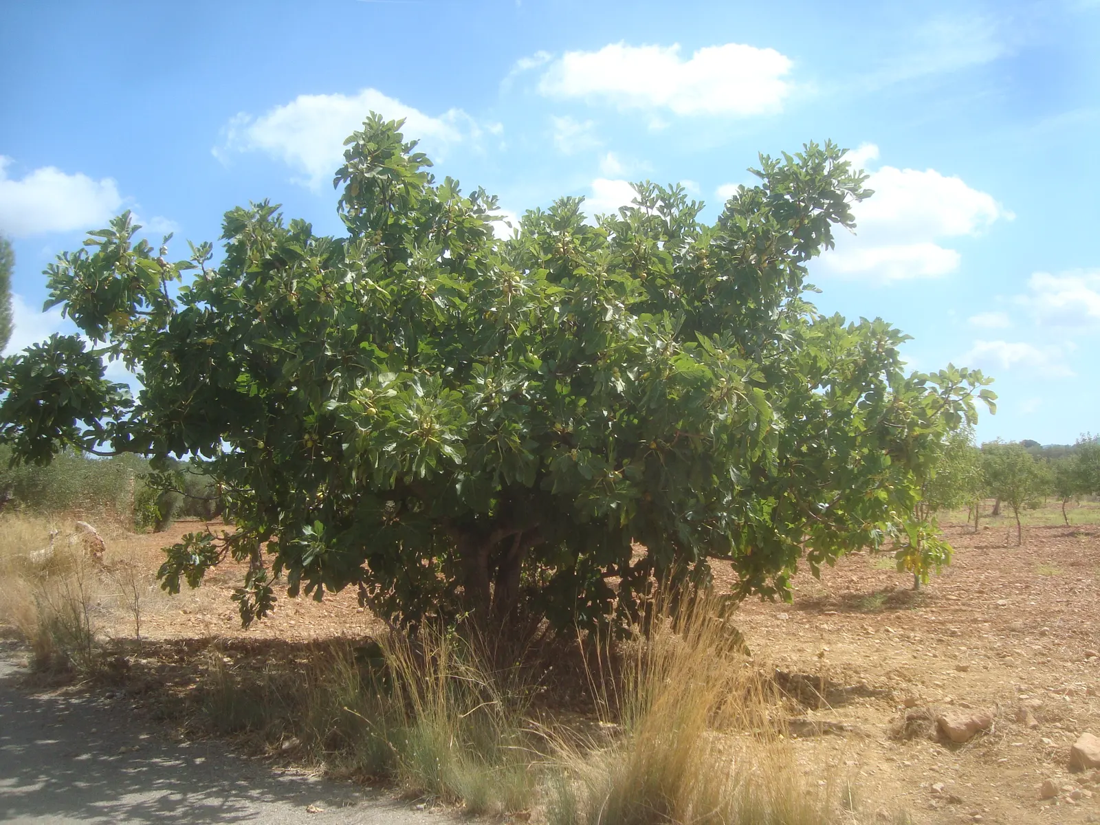 Panache Fig (Ficus Carica 'Panache') — Ideal for USDA zones 7-10, it reaches up to 10-25 feet in height and spreads 10-20 feet
