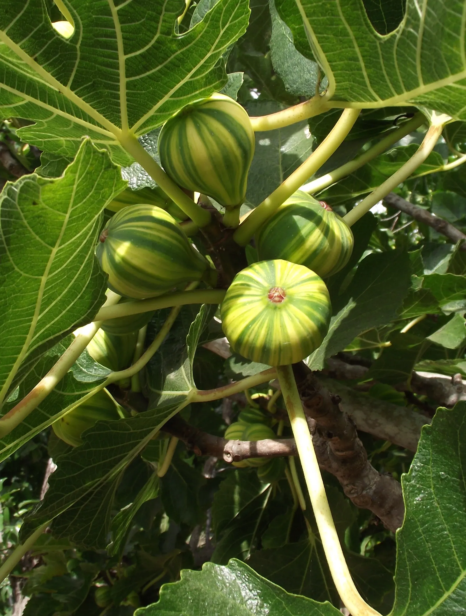 Panache Fig (Ficus Carica 'Panache') — It yields distinctive green and yellow striped fruits that ripen to a sweet, rich flavor