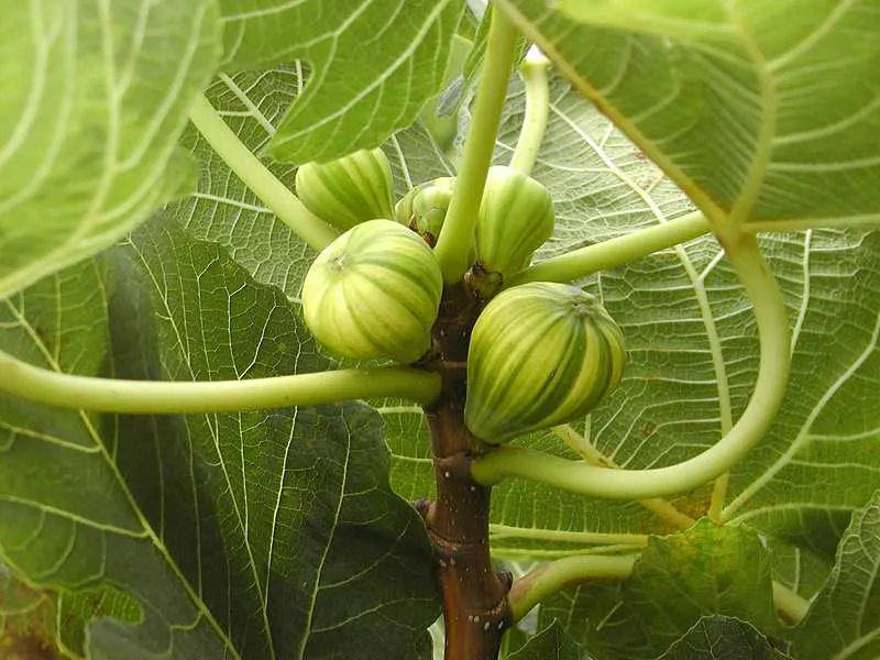 Panache Fig (Ficus Carica 'Panache') — commonly known as the Panache Fig