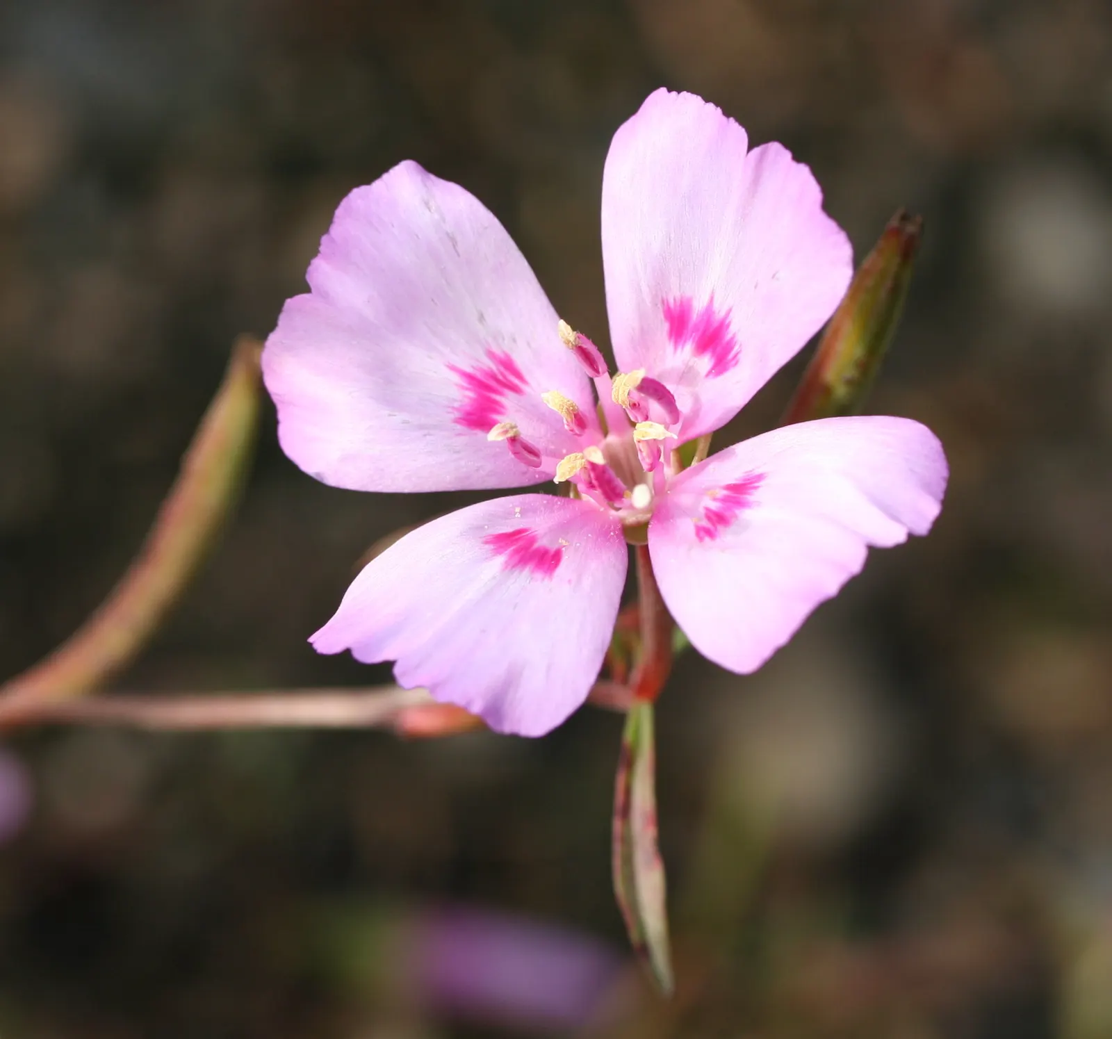 Farewell-To-Spring (Clarkia Amoena) — or as a vibrant edge for borders