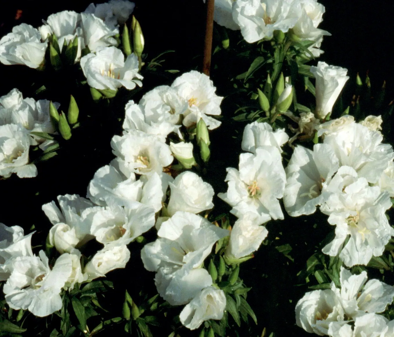 Farewell-To-Spring (Clarkia Amoena) — This annual reaches 1-3 feet in height with a spread of up to 1 foot